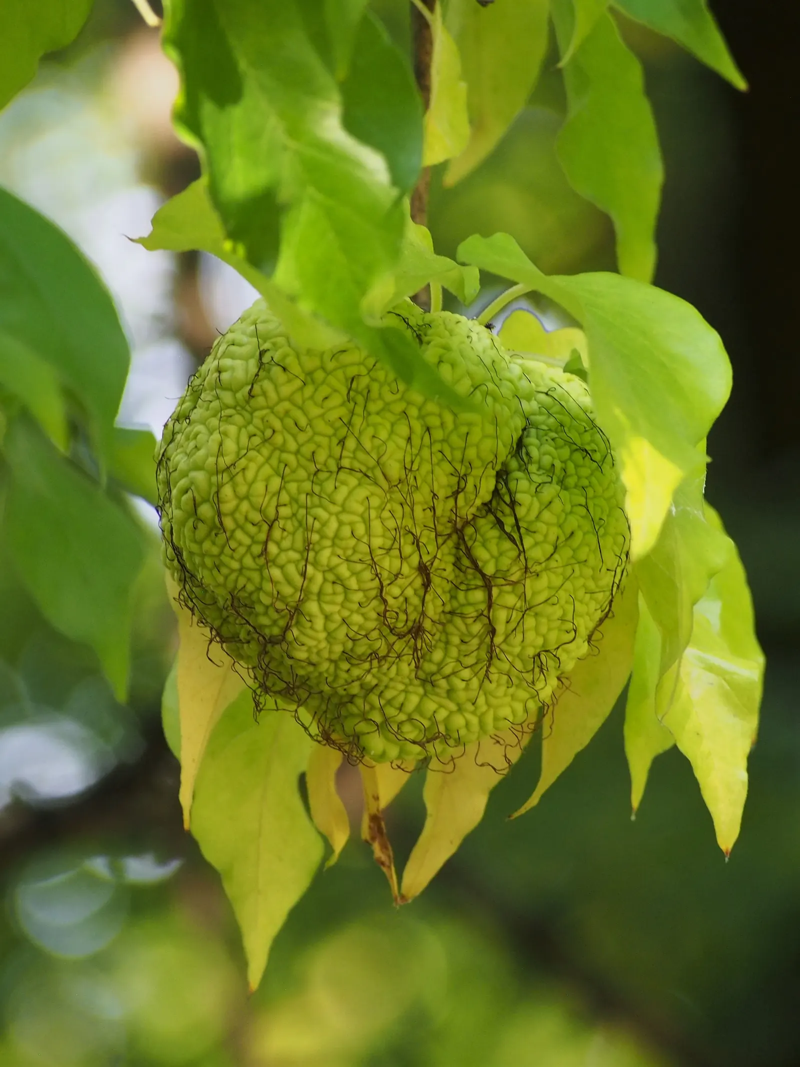 Yellowwood (Podocarpus Latifolius) — Revered for its elegant stature and refined foliage; podocarpus latifolius, commonly known as Yellowwood, is, image 60