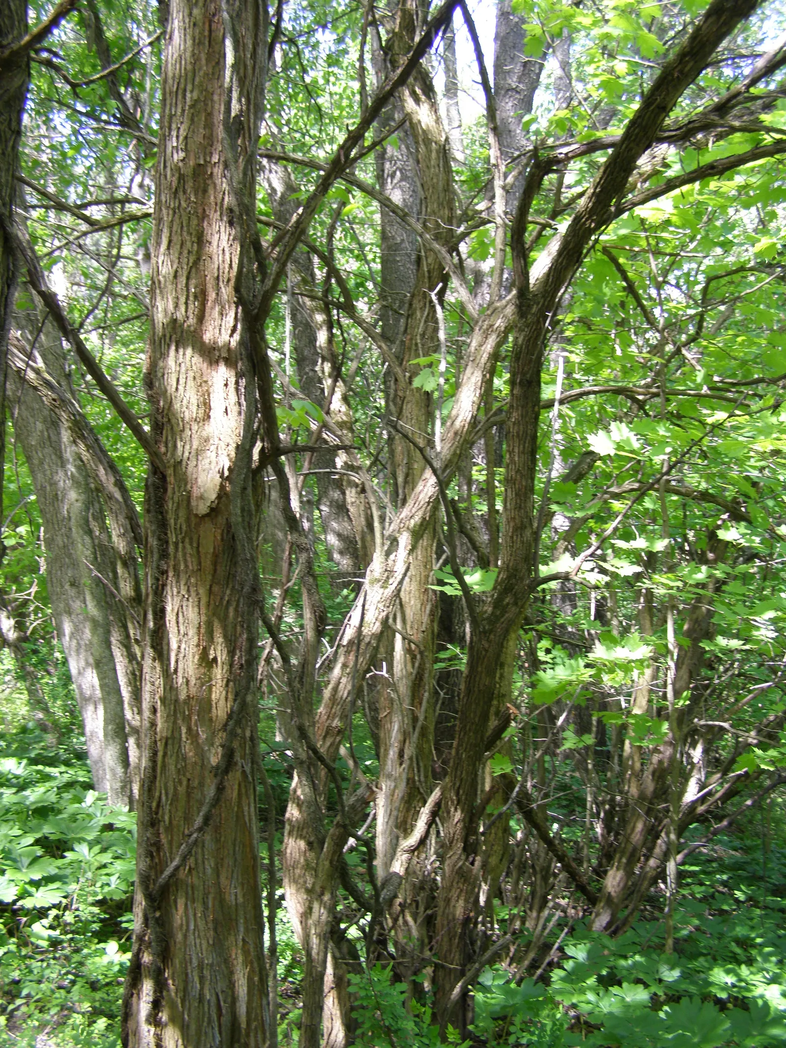 Yellowwood (Podocarpus Latifolius) — which attract a variety of bird species; conifer / shrub / tree for full or half or shade