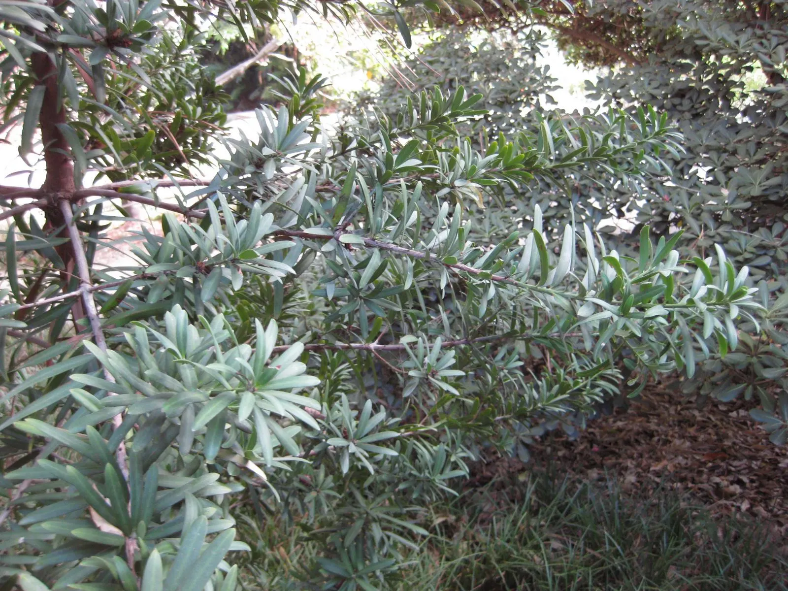 Yellowwood (Podocarpus Latifolius) — scientifically named Podocarpus latifolius; lending a soft texture to its overall appearance, image 84