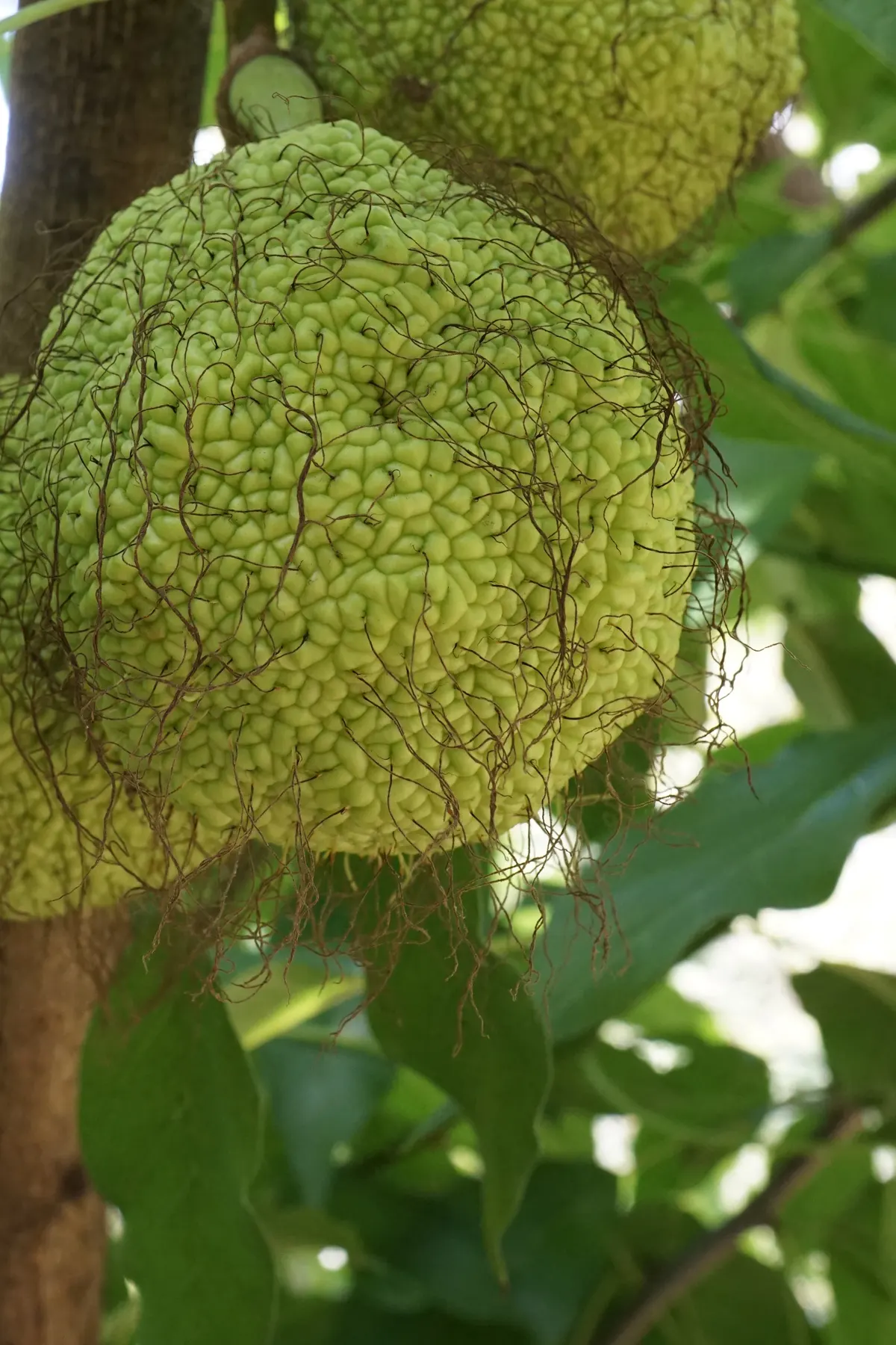 Yellowwood (Podocarpus Latifolius) — Its growth rate tends to be slow to moderate; yellowwoods produce inconspicuous yellow-green flowers