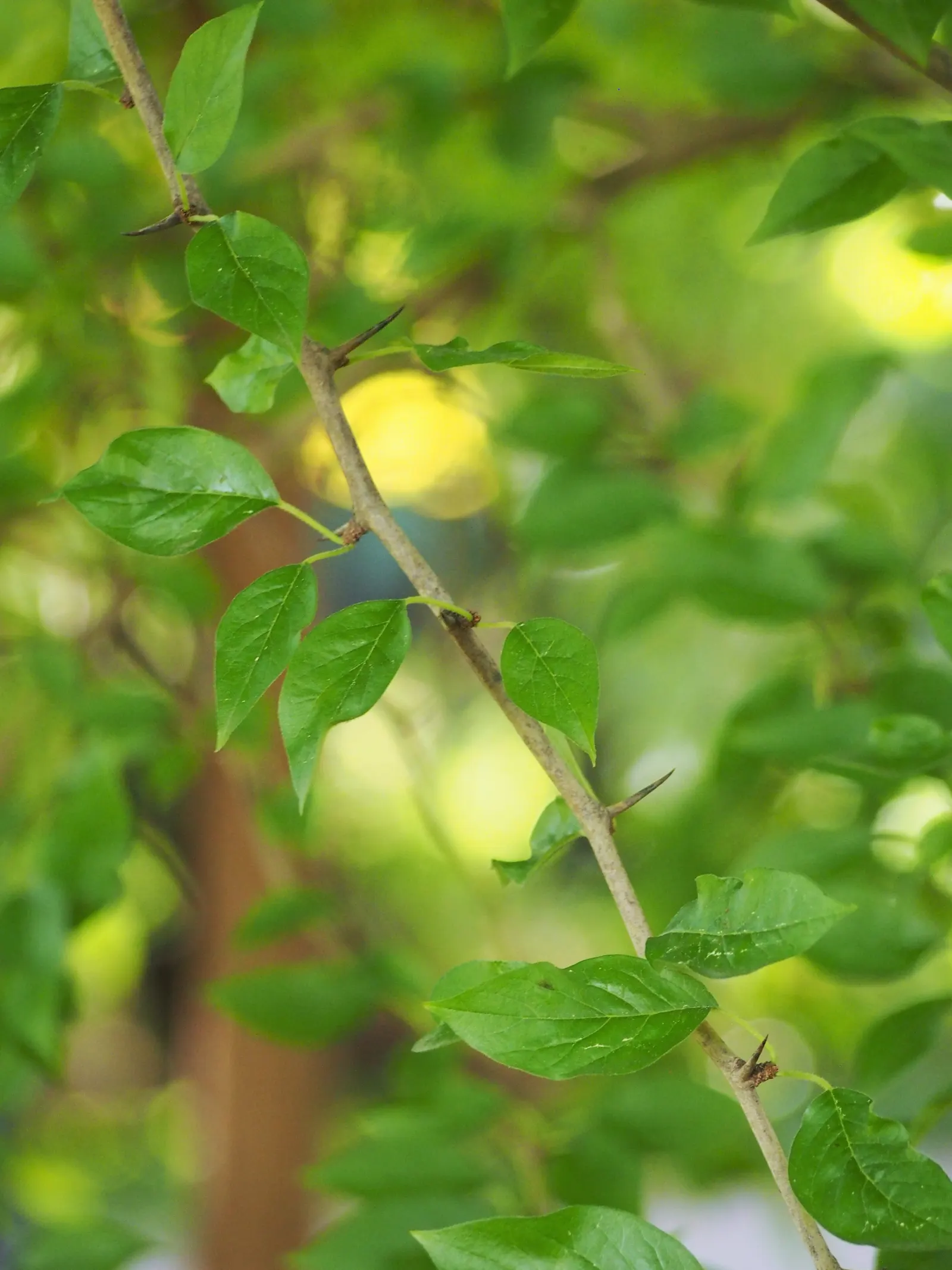 Yellowwood (Podocarpus Latifolius) — It can be pruned to maintain the desired size, making it a versatile choice for formal and natural landscapes, image 57