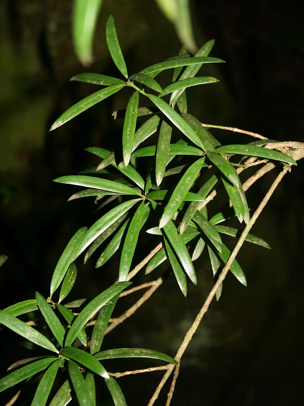 Yellowwood (Podocarpus Latifolius) — purple to brownish oval fruits; which attract a variety of bird species, image 70