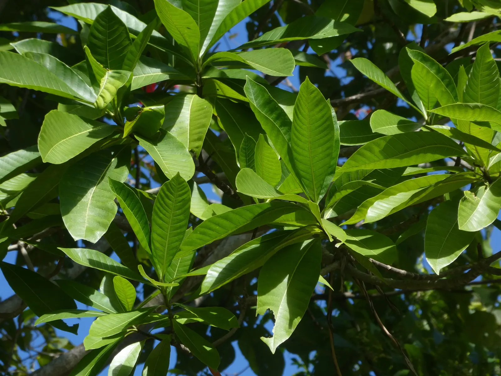Yellowwood (Podocarpus Latifolius) — needle-like leaves that emanate a delightful light green hue; indicating a preferential choice for designers seeking a