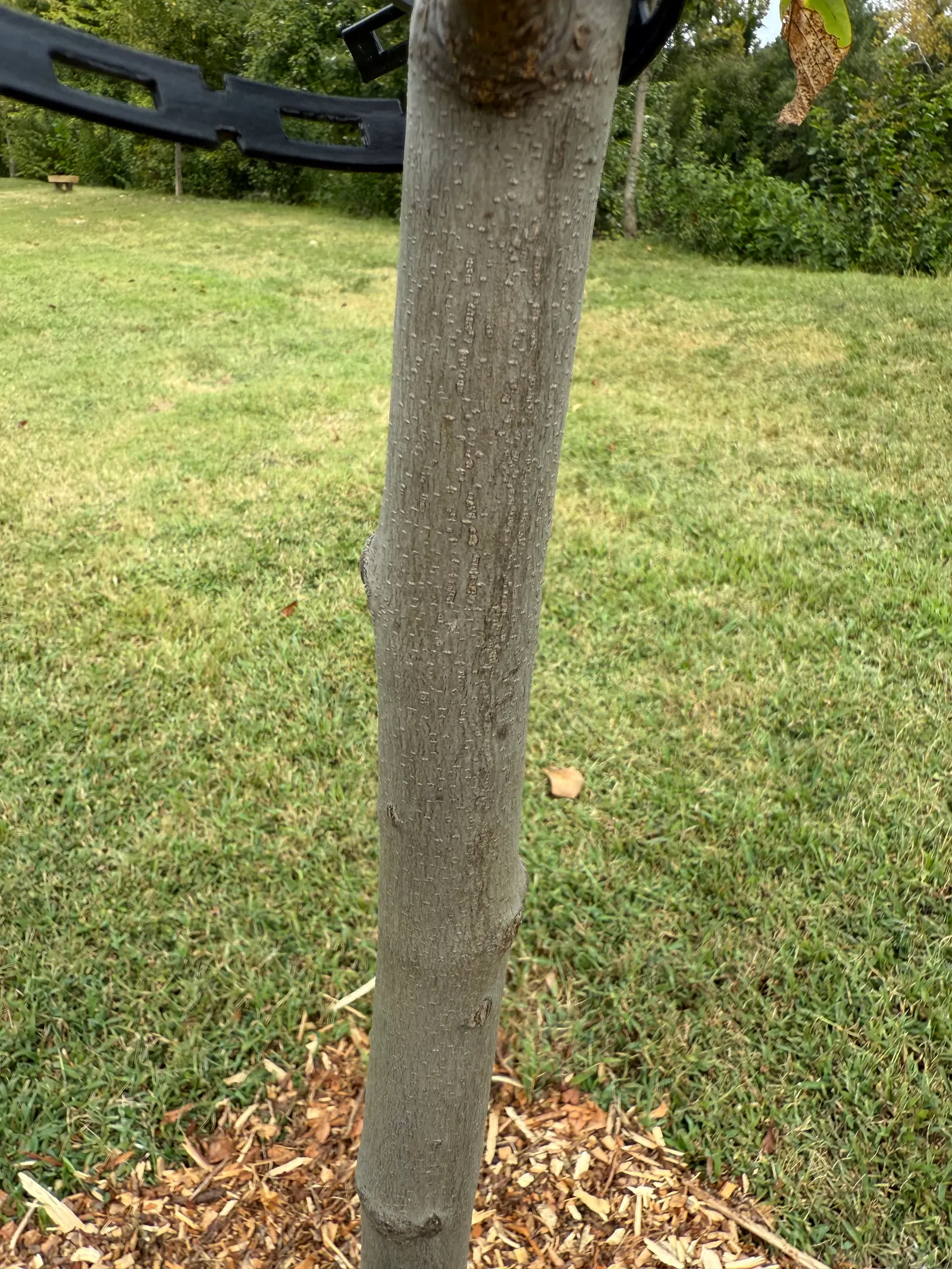 Yellowwood (Podocarpus Latifolius) — Podocarpus latifolius requires well-drained soils and full sun to partial shade; its growth rate tends to be slow to