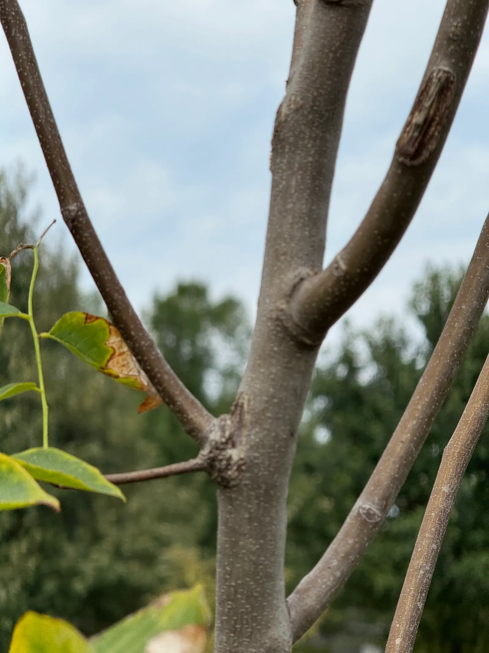 Yellowwood (Podocarpus Latifolius) — lending a soft texture to its overall appearance; needle-like leaves that emanate a delightful light green hue