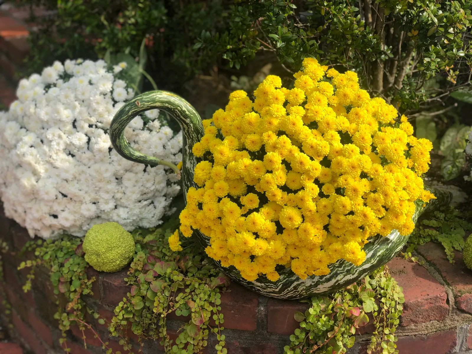 Yellowwood (Podocarpus Latifolius) — It demonstrates a remarkable tolerance to drought once established; podocarpus latifolius requires well-drained soils and