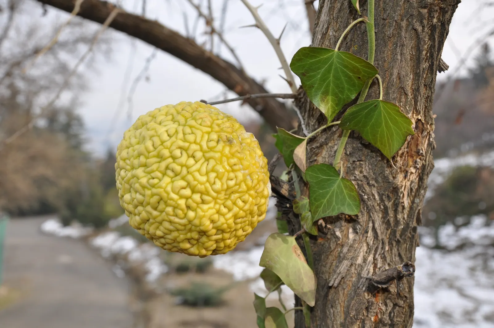 Yellowwood (Podocarpus Latifolius) — it typically reaches a height of 20 to 30 feet with a canopy width of 15 to 20 feet; revered for its elegant, image 61
