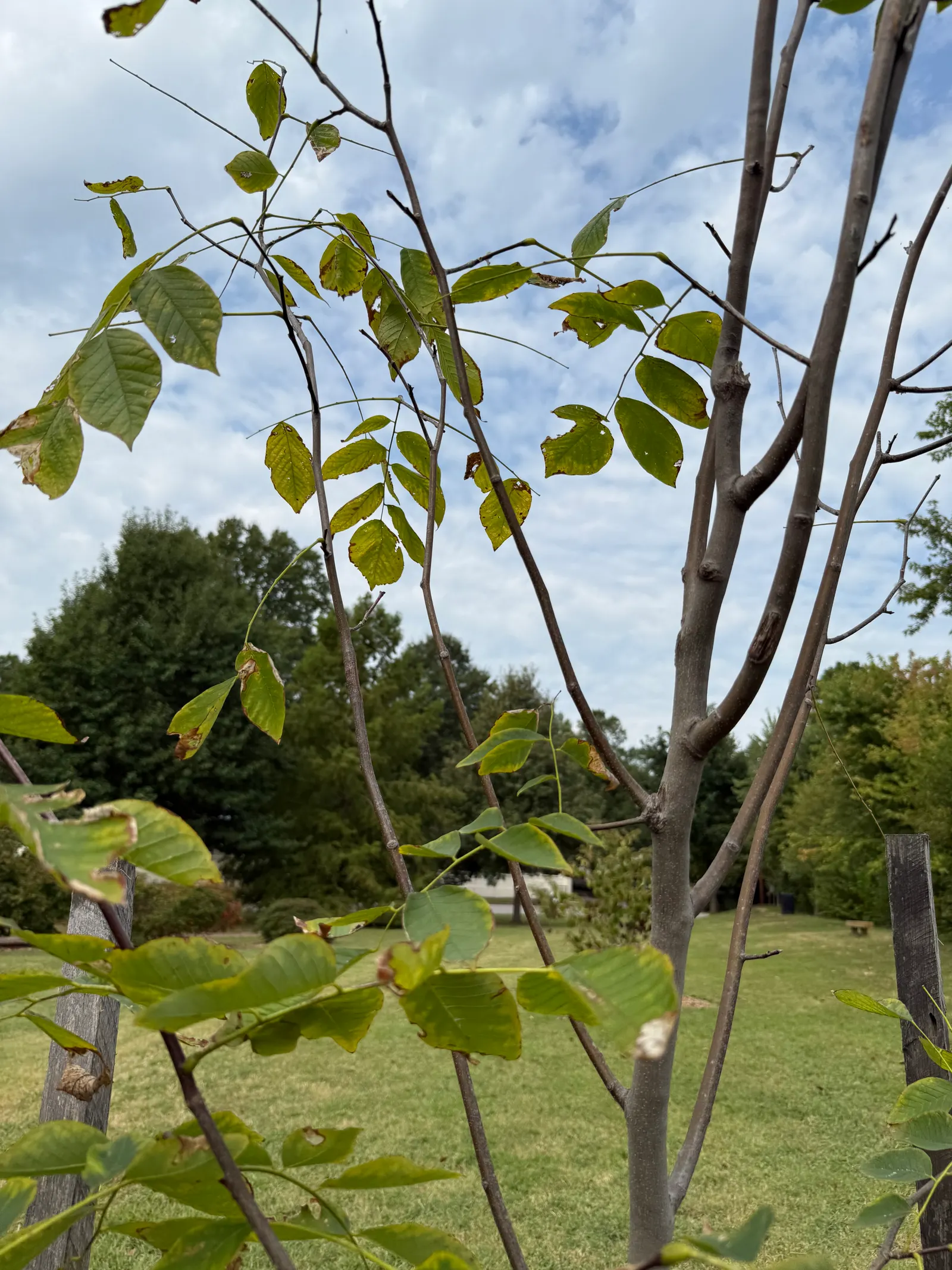 Yellowwood (Podocarpus Latifolius) — adding ecological value to the environment.<br><br>For optimal growth; is an exquisite and versatile evergreen conifer
