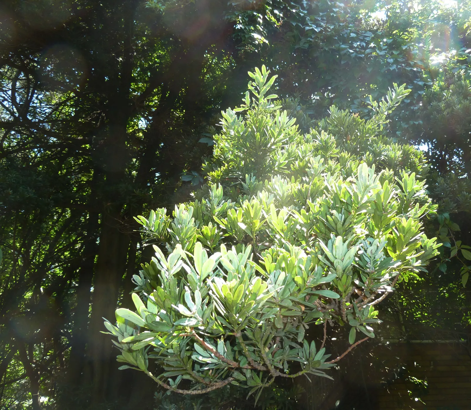 Yellowwood (Podocarpus Latifolius) — conifer / shrub / tree for full or half or shade; but young trees will benefit from consistent moisture, image 78