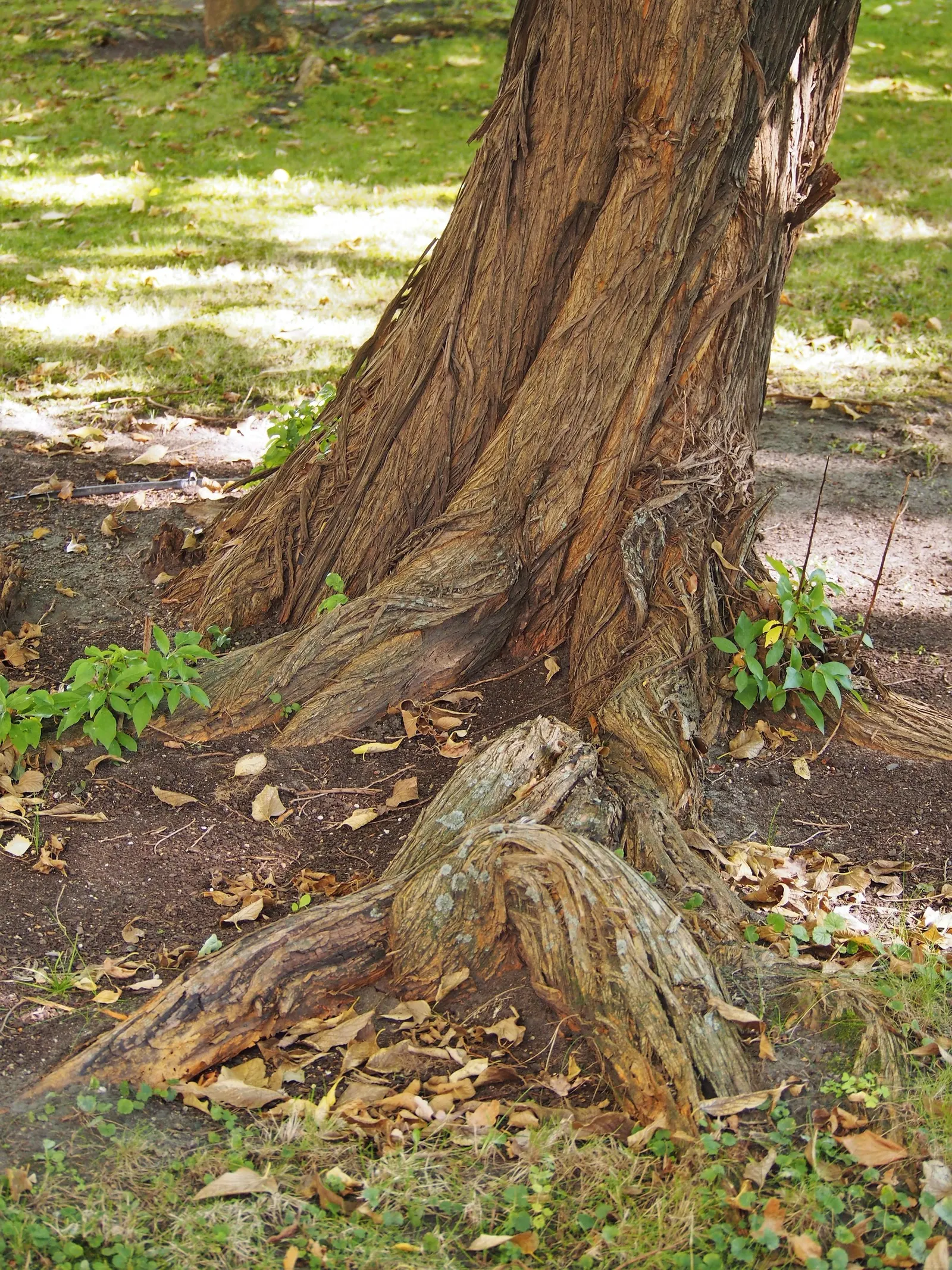 Yellowwood (Podocarpus Latifolius) — one that provides year-round visual appeal with minimal upkeep requirements; long-term addition to