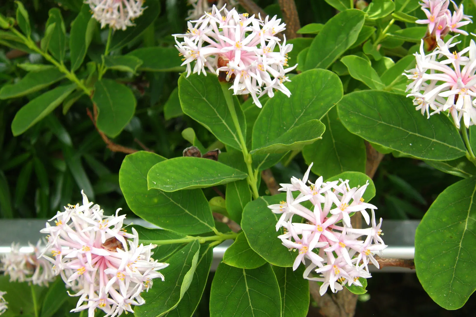 Yellowwood (Podocarpus Latifolius) — Its leathery, dark green leaves and dense, pyramidal form provide year-round interest; purple to brownish oval, image 81