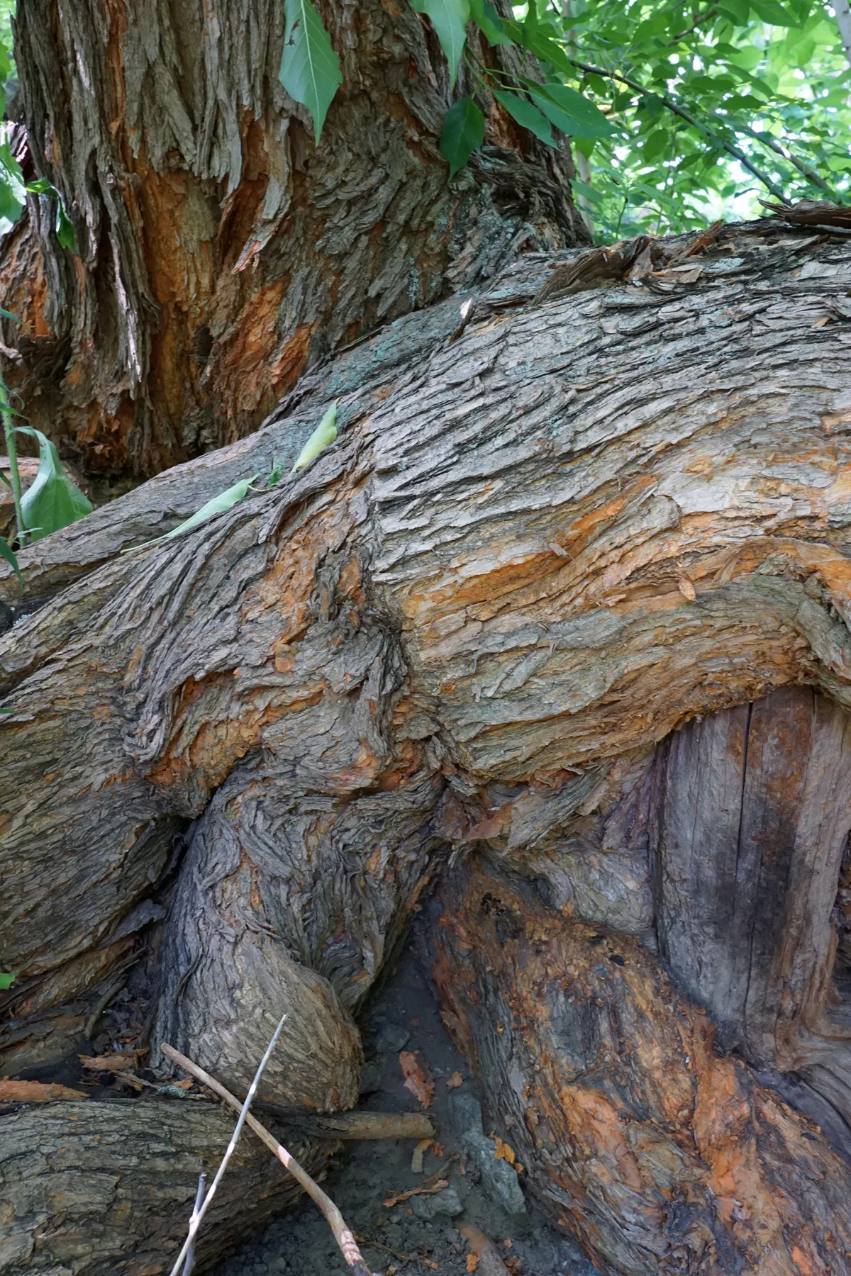 Yellowwood (Podocarpus Latifolius) — These leaves are often around 2 to 4 inches long; it demonstrates a remarkable tolerance to drought once established
