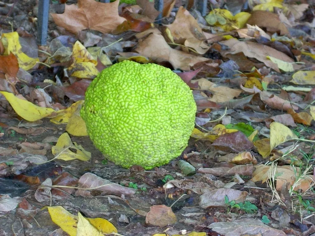 Yellowwood (Podocarpus Latifolius) — arranged spirally on the branches; its leathery, dark green leaves and dense, pyramidal form provide year-round interest