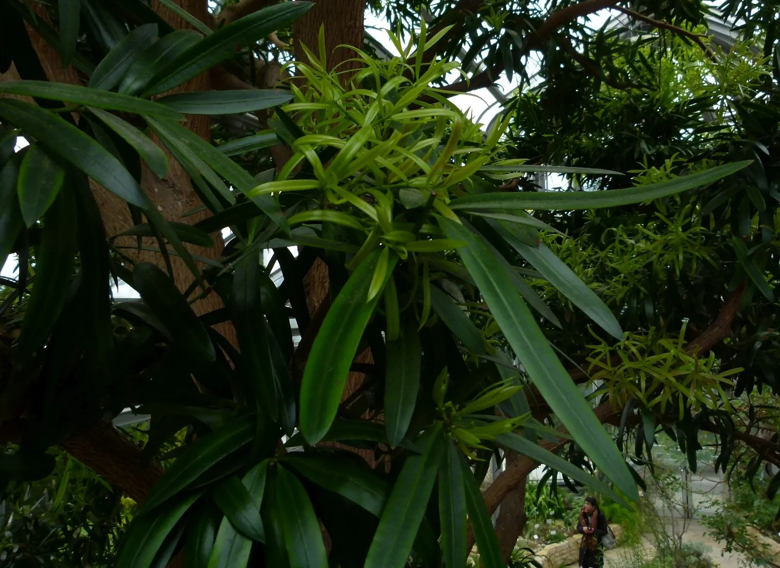Yellowwood (Podocarpus Latifolius) — Mature specimens reach 20-30 feet high with a spread of 5-10 feet; these leaves are often around 2 to 4 inches, image 80