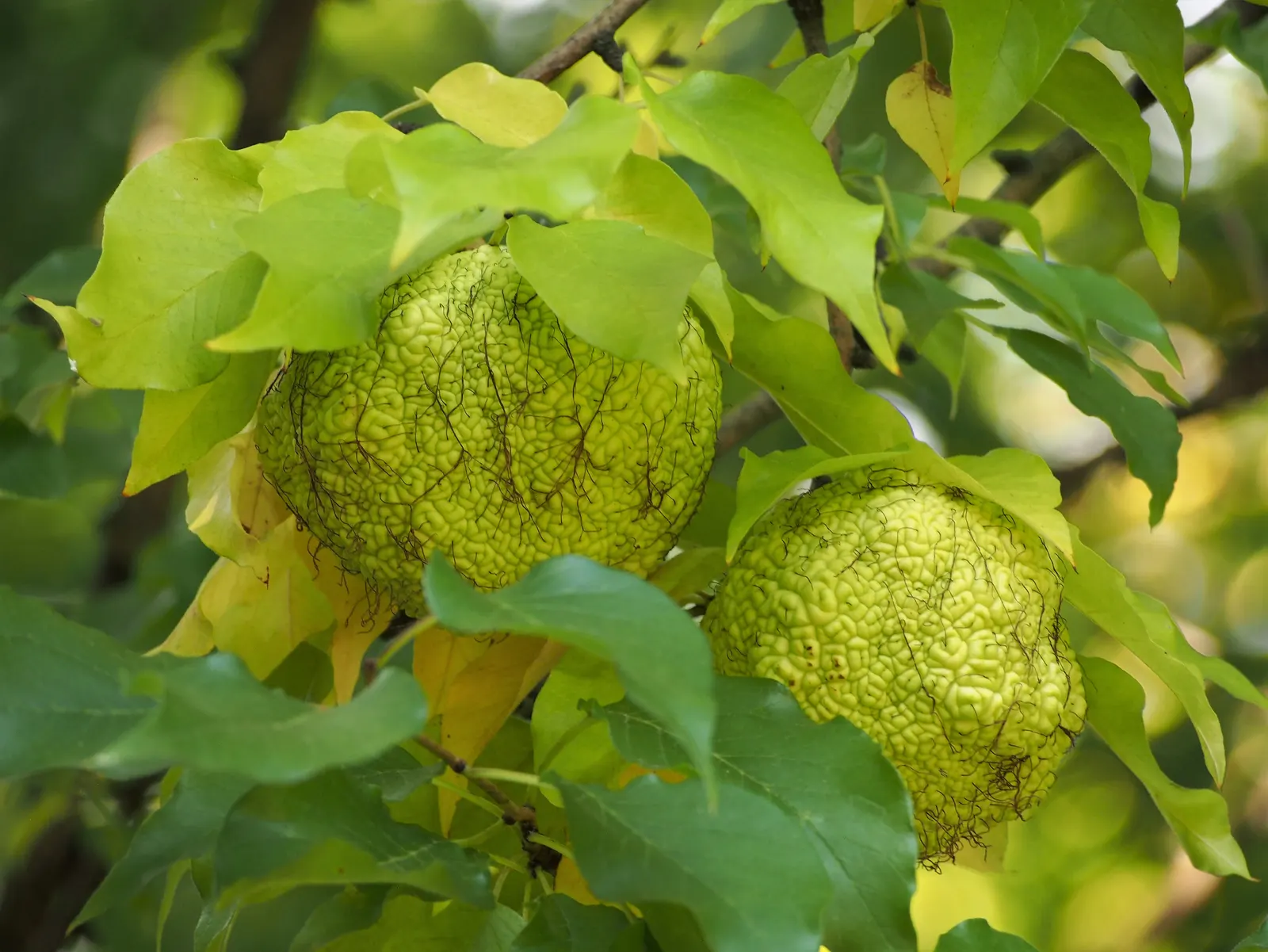 Yellowwood (Podocarpus Latifolius) — lending a soft texture to its overall appearance; needle-like leaves that emanate a delightful light green hue, image 65