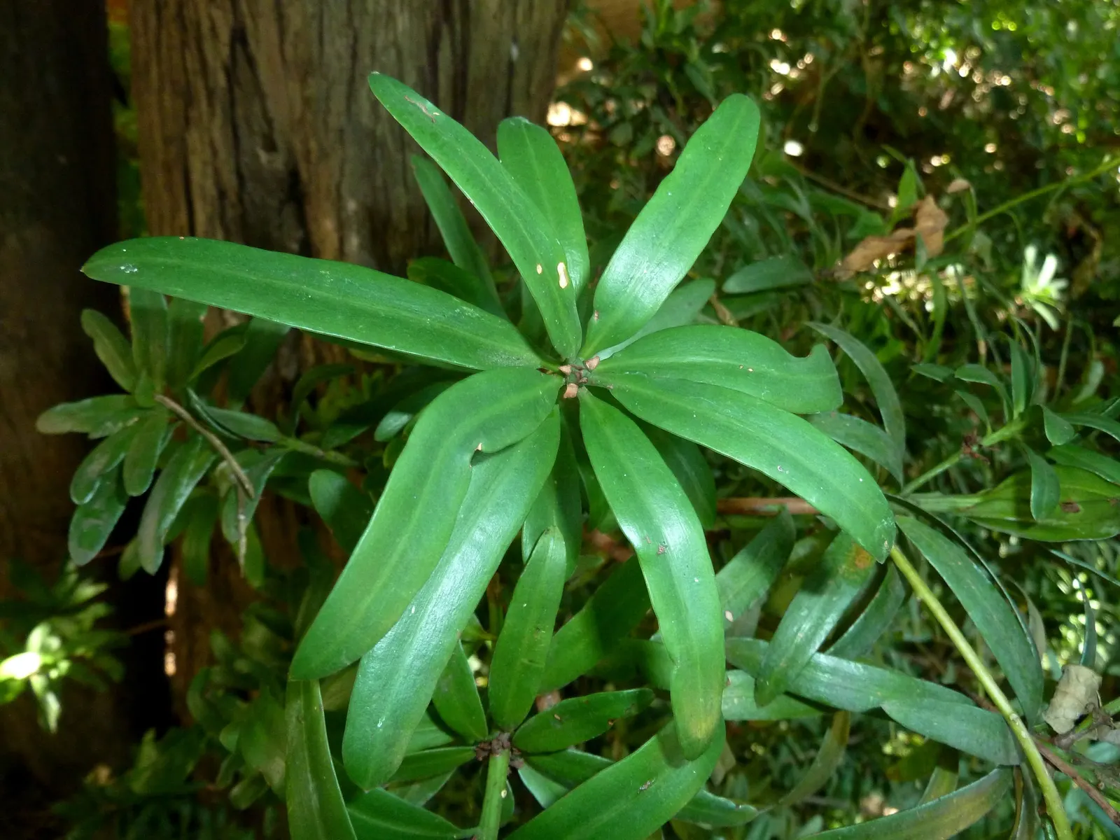 Yellowwood (Podocarpus Latifolius) — it is cold-hardy to around 30°F; it typically reaches a height of 20 to 30 feet with a canopy width of 15, image 76
