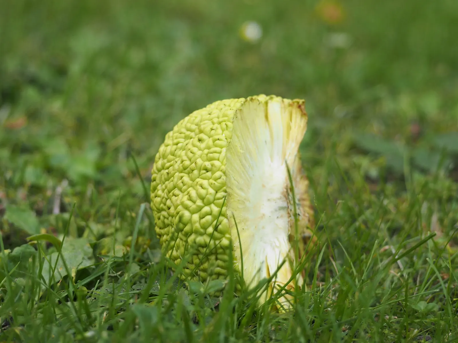 Yellowwood (Podocarpus Latifolius) — Hardy and adaptable, it thrives in zones 7-9, preferring partial to full sun; one that provides year-round, image 56