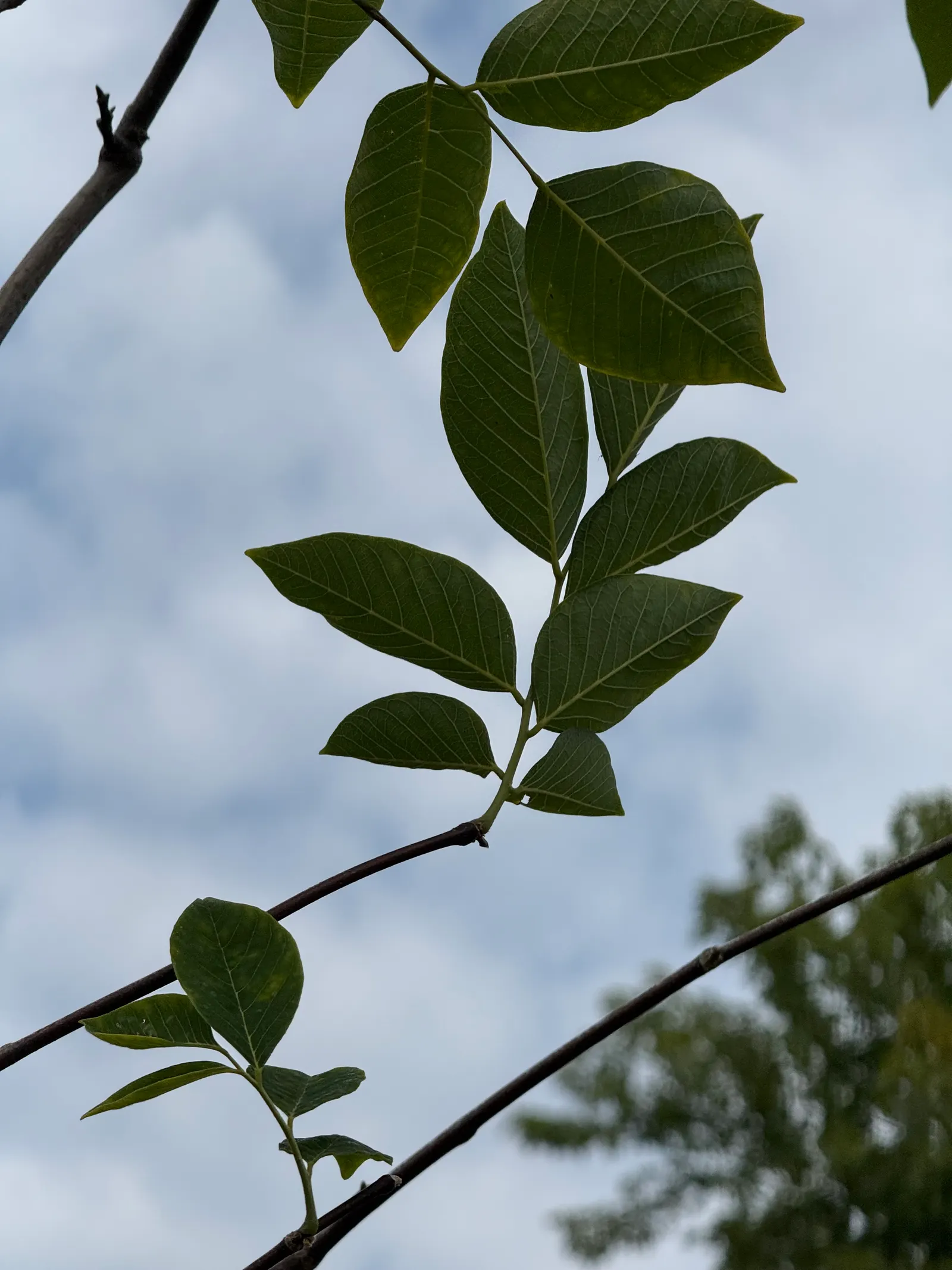 Yellowwood (Podocarpus Latifolius) — but young trees will benefit from consistent moisture; mature specimens reach 20-30 feet high with a spread of 5-10 feet