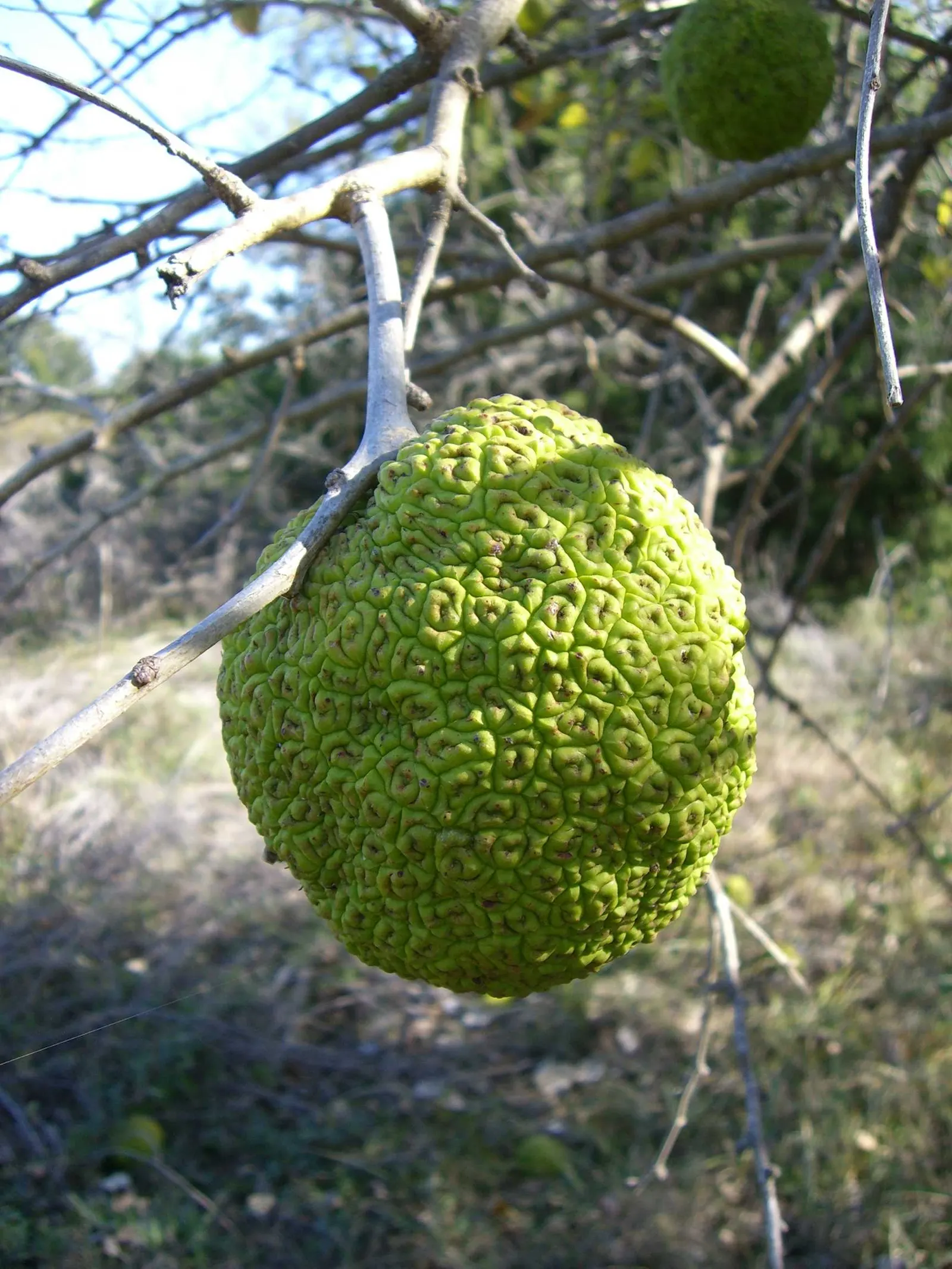 Yellowwood (Podocarpus Latifolius) — Mature specimens reach 20-30 feet high with a spread of 5-10 feet; these leaves are often around 2 to 4 inches, image 54