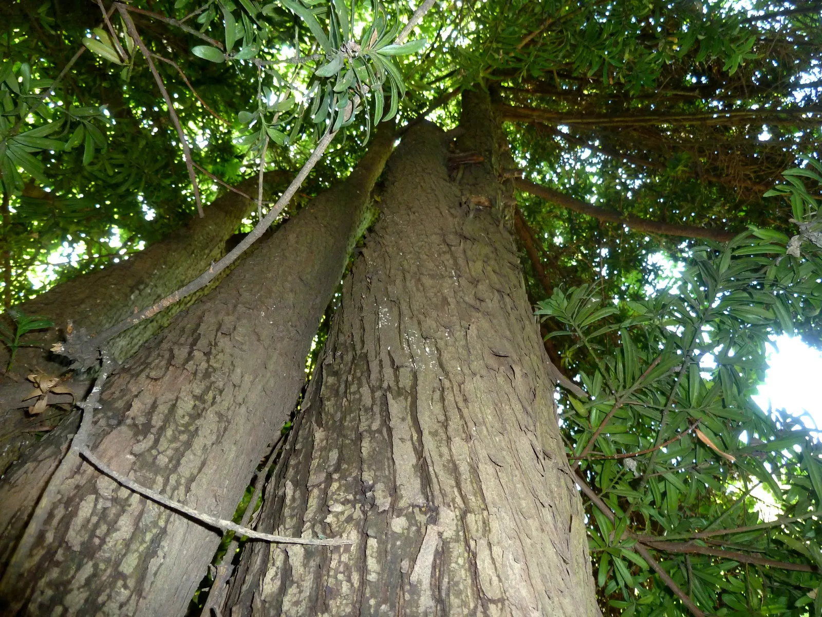 Yellowwood (Podocarpus Latifolius) — Hardy and adaptable, it thrives in zones 7-9, preferring partial to full sun; one that provides year-round, image 82