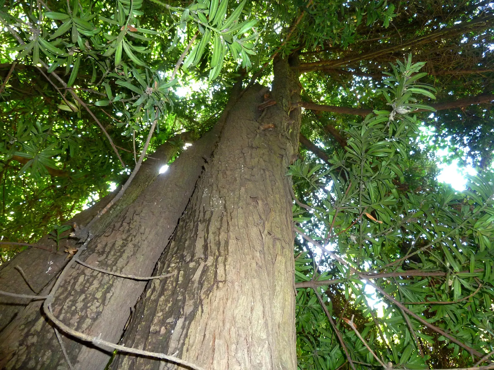 Yellowwood (Podocarpus Latifolius) — Podocarpus latifolius, commonly known as Yellowwood, is an elegant evergreen conifer ideal for ornamental use, image 79
