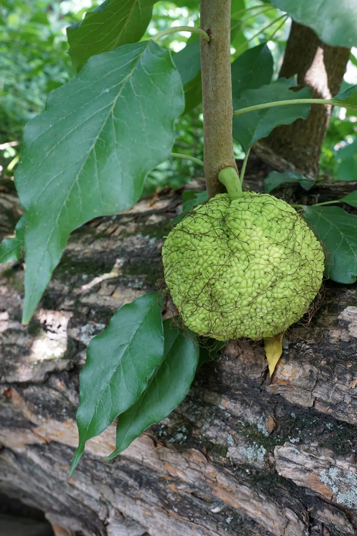 Yellowwood (Podocarpus Latifolius) — indicating a preferential choice for designers seeking a low-maintenance; it is cold-hardy to around 30&deg;F