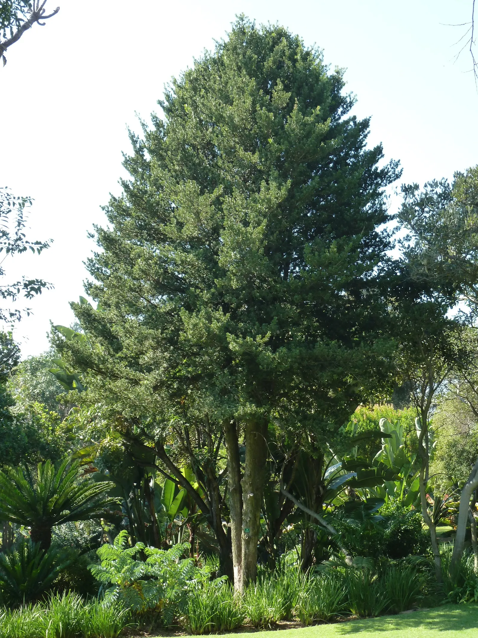 Yellowwood (Podocarpus Latifolius) — It demonstrates a remarkable tolerance to drought once established; podocarpus latifolius requires, image 74