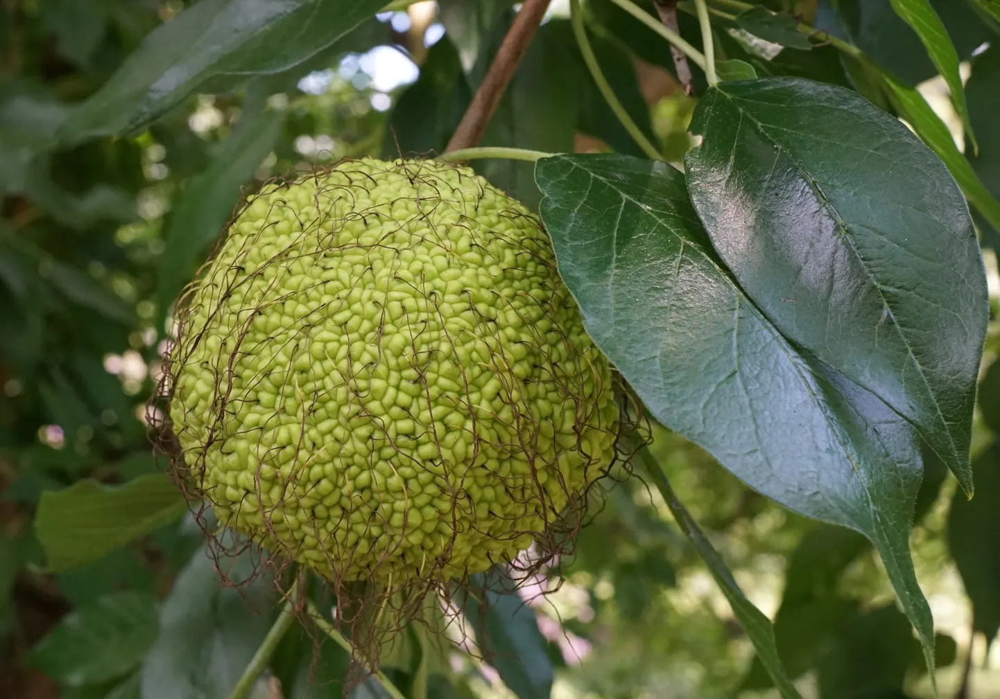 Yellowwood (Podocarpus Latifolius) — purple to brownish oval fruits; which attract a variety of bird species