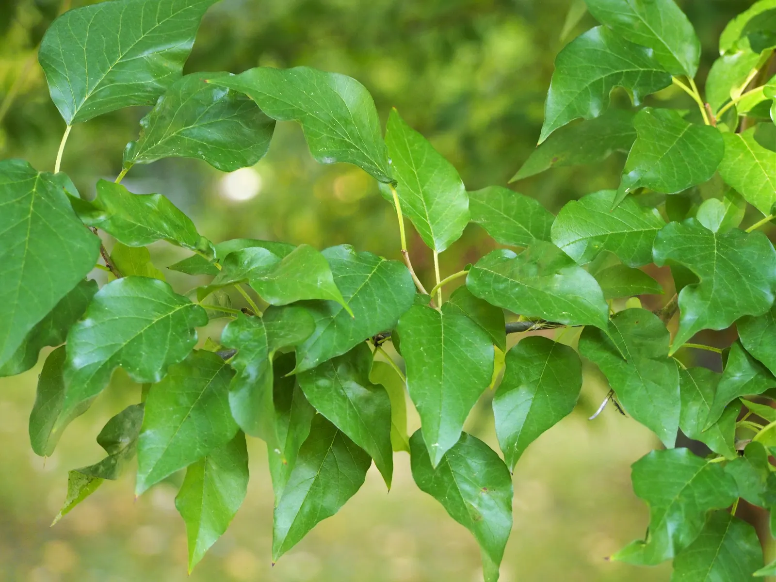 Yellowwood (Podocarpus Latifolius) — Its growth rate tends to be slow to moderate; yellowwoods produce inconspicuous yellow-green flowers, image 66