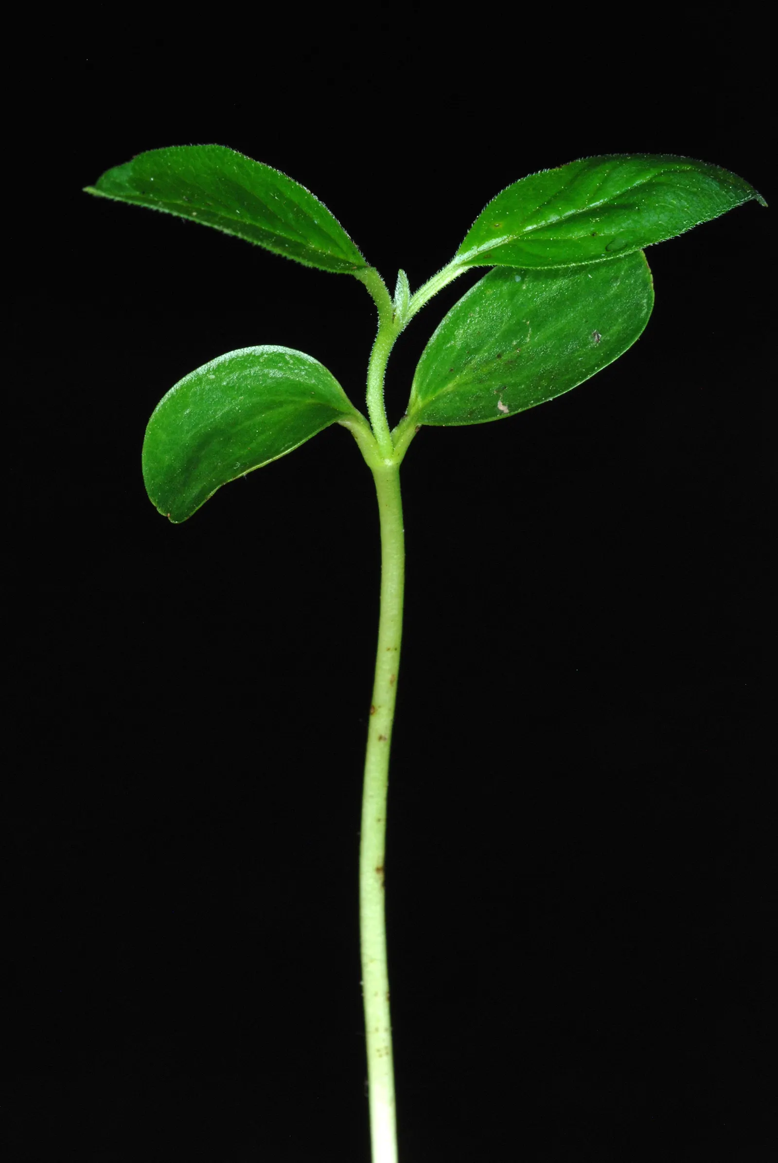 Yellowwood (Podocarpus Latifolius) — scientifically named Podocarpus latifolius; lending a soft texture to its overall appearance, image 58