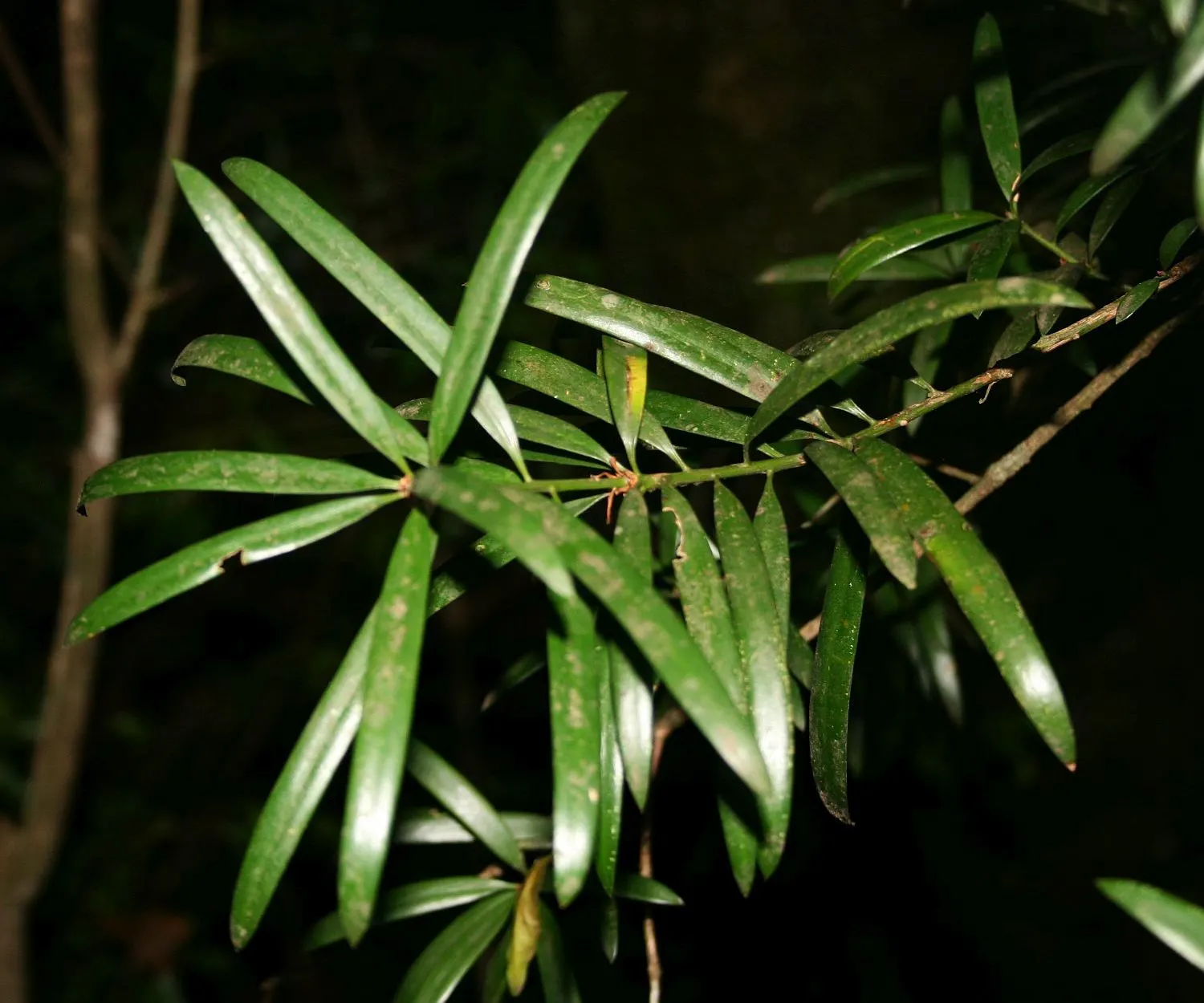 Yellowwood (Podocarpus Latifolius) — Yellowwoods produce inconspicuous yellow-green flowers; arranged spirally on the branches, image 69
