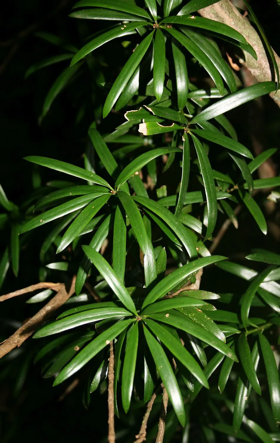 Yellowwood (Podocarpus Latifolius) — adding ecological value to the environment.<br><br>For optimal growth; is an exquisite and versatile evergreen, image 72