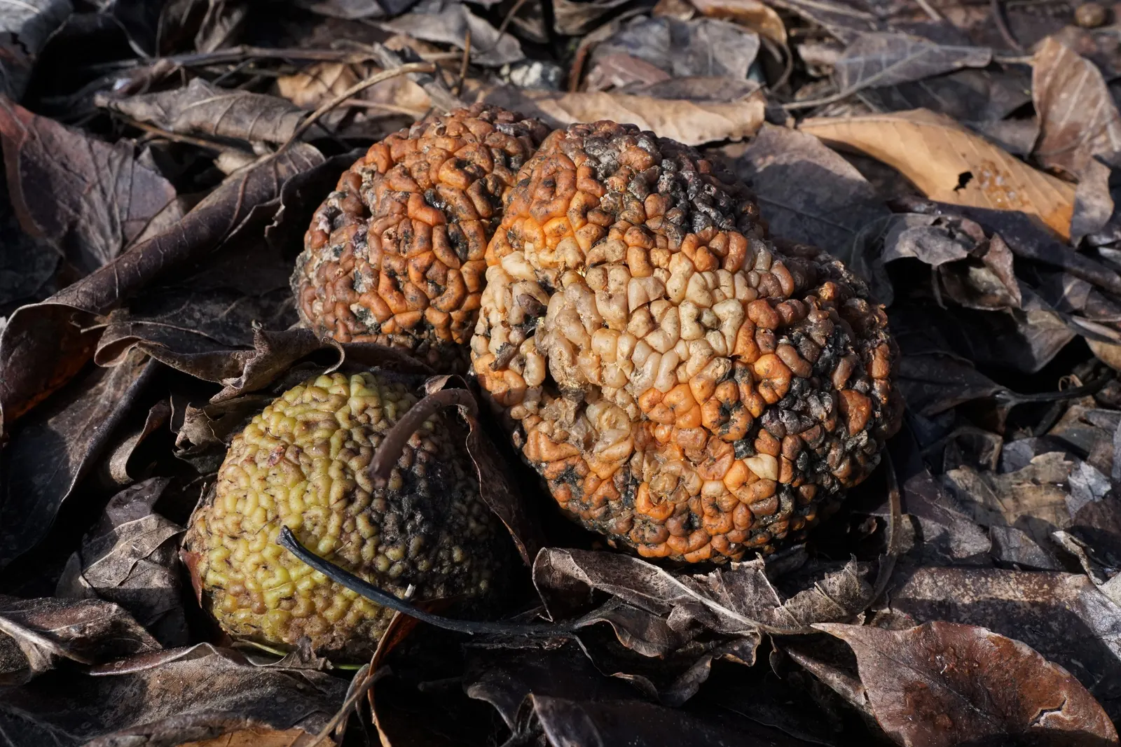Yellowwood (Podocarpus Latifolius) — Its leathery, dark green leaves and dense, pyramidal form provide year-round interest; purple to brownish oval, image 55