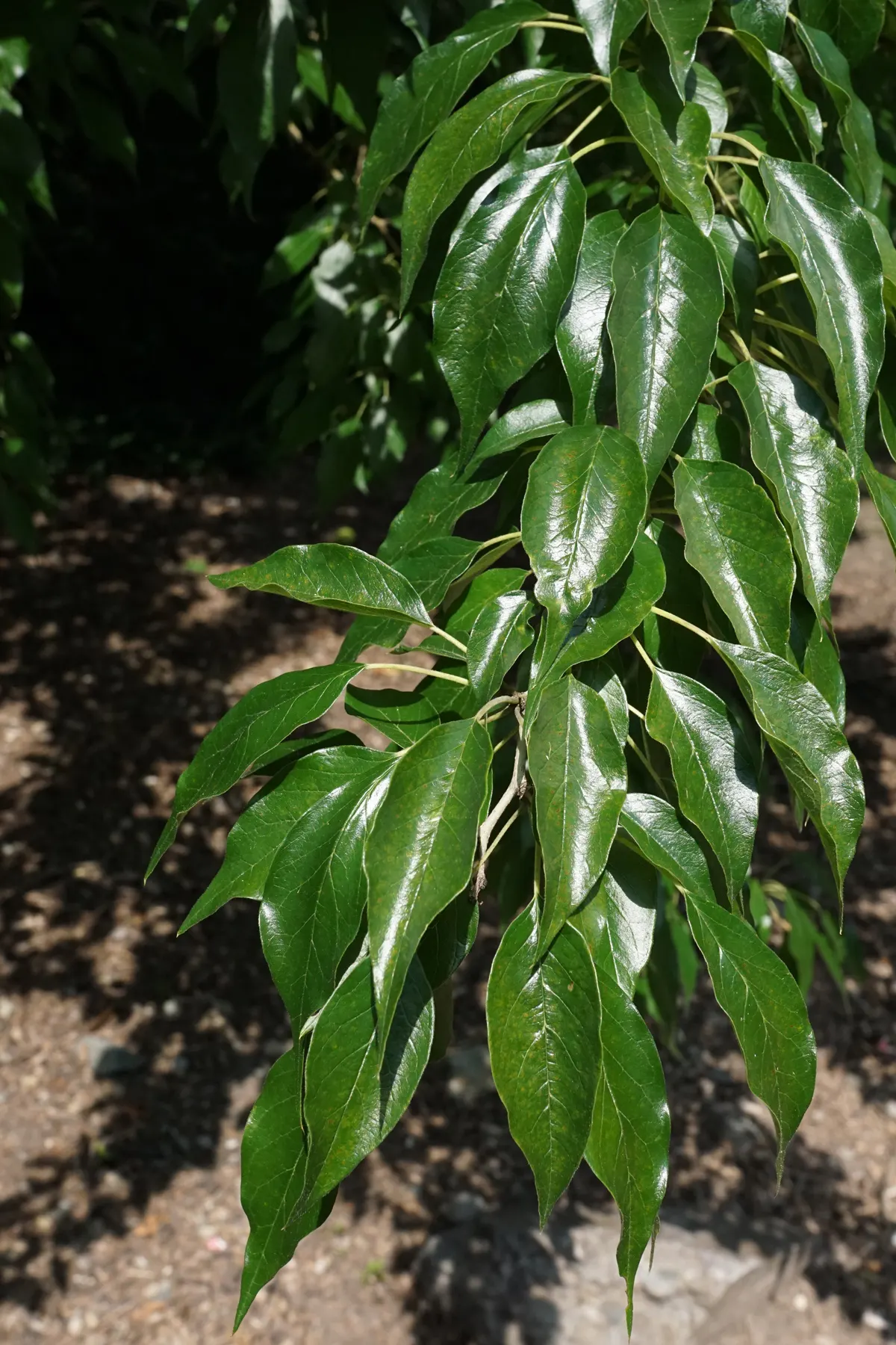 Yellowwood (Podocarpus Latifolius) — long-term addition to landscapes.<br><br>Blooming in the late spring to early summer; it can be pruned to maintain the