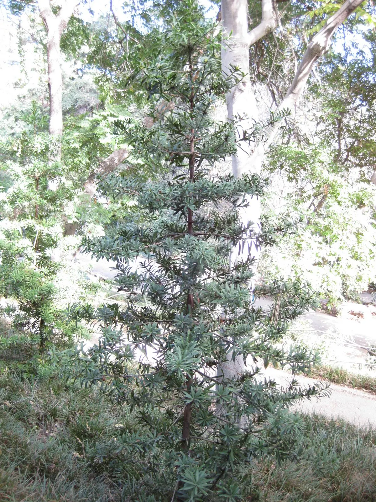 Yellowwood (Podocarpus Latifolius) — It can be pruned to maintain the desired size, making it a versatile choice for formal and natural landscapes, image 83