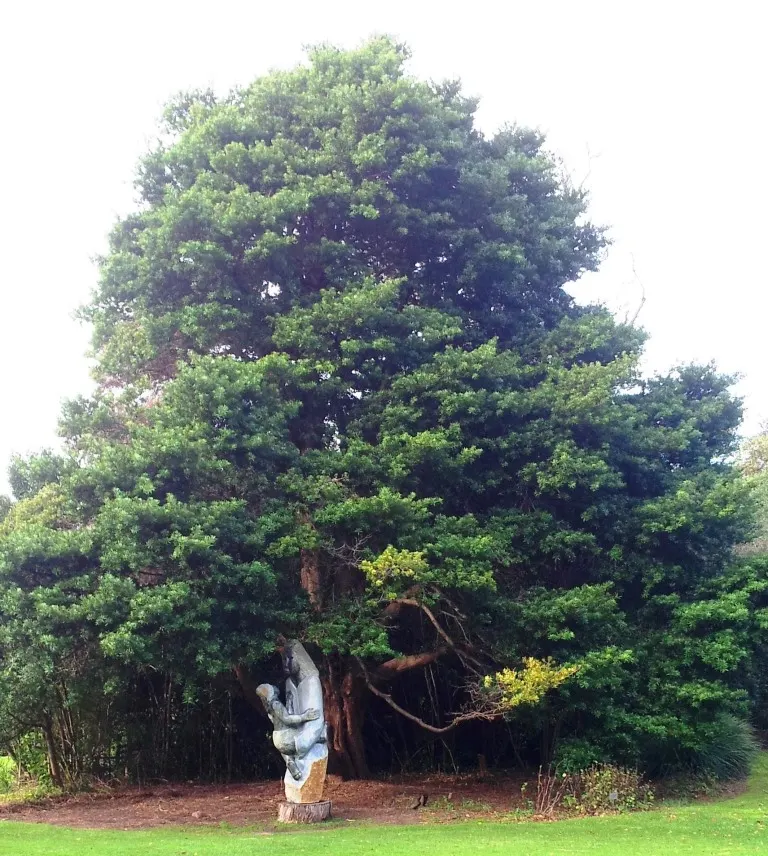 Yellowwood (Podocarpus Latifolius) — Podocarpus latifolius requires well-drained soils and full sun to partial shade; its growth rate tends to be, image 73