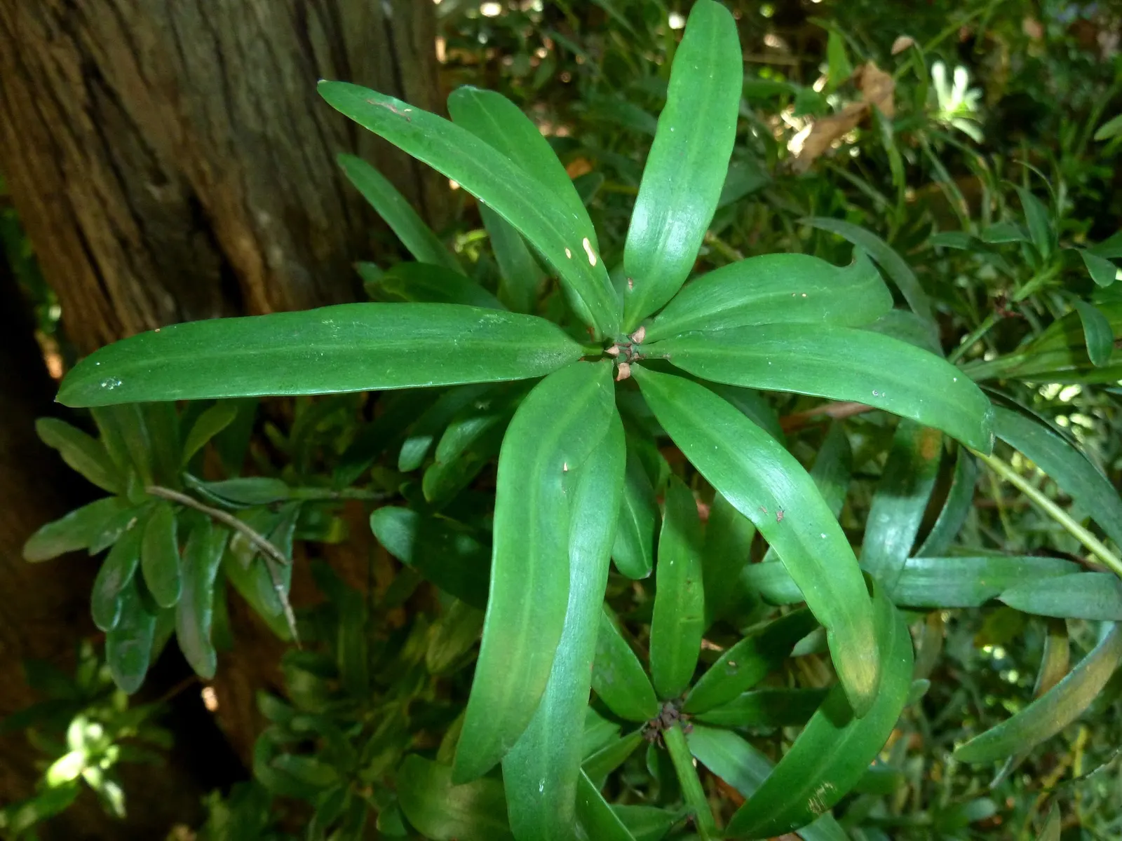 Yellowwood (Podocarpus Latifolius) — one that provides year-round visual appeal with minimal upkeep requirements; long-term addition to, image 77