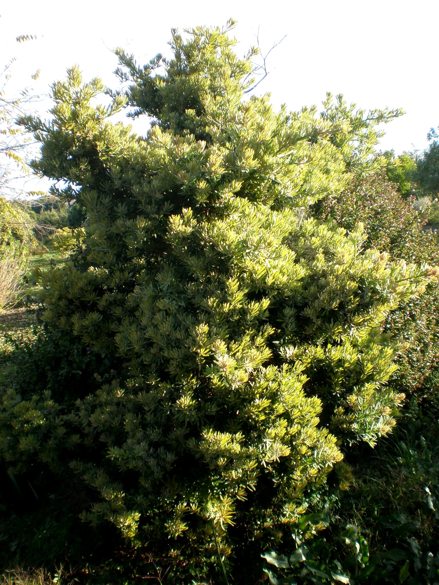 Yellowwood (Podocarpus Latifolius) — which attract a variety of bird species; conifer / shrub / tree for full or half or shade, image 71