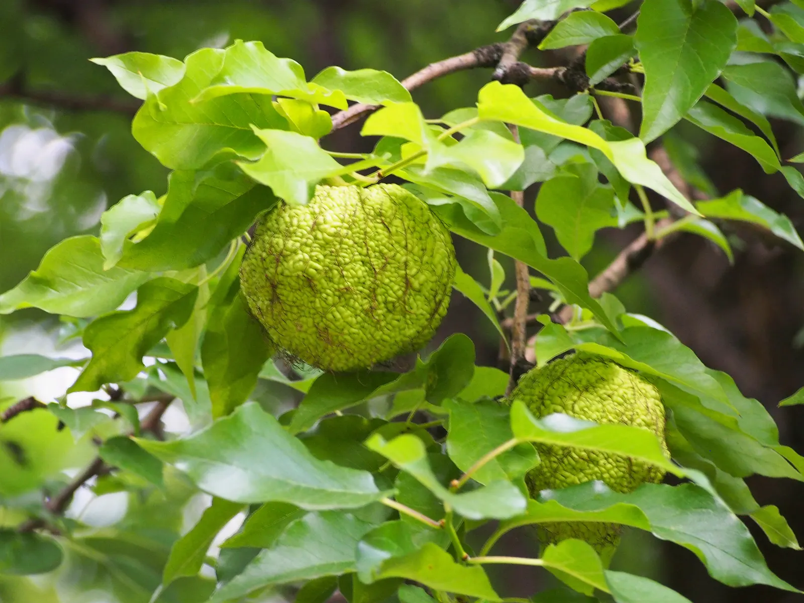 Yellowwood (Podocarpus Latifolius) — is an exquisite and versatile evergreen conifer indigenous to the southern regions of Africa; adding, image 59