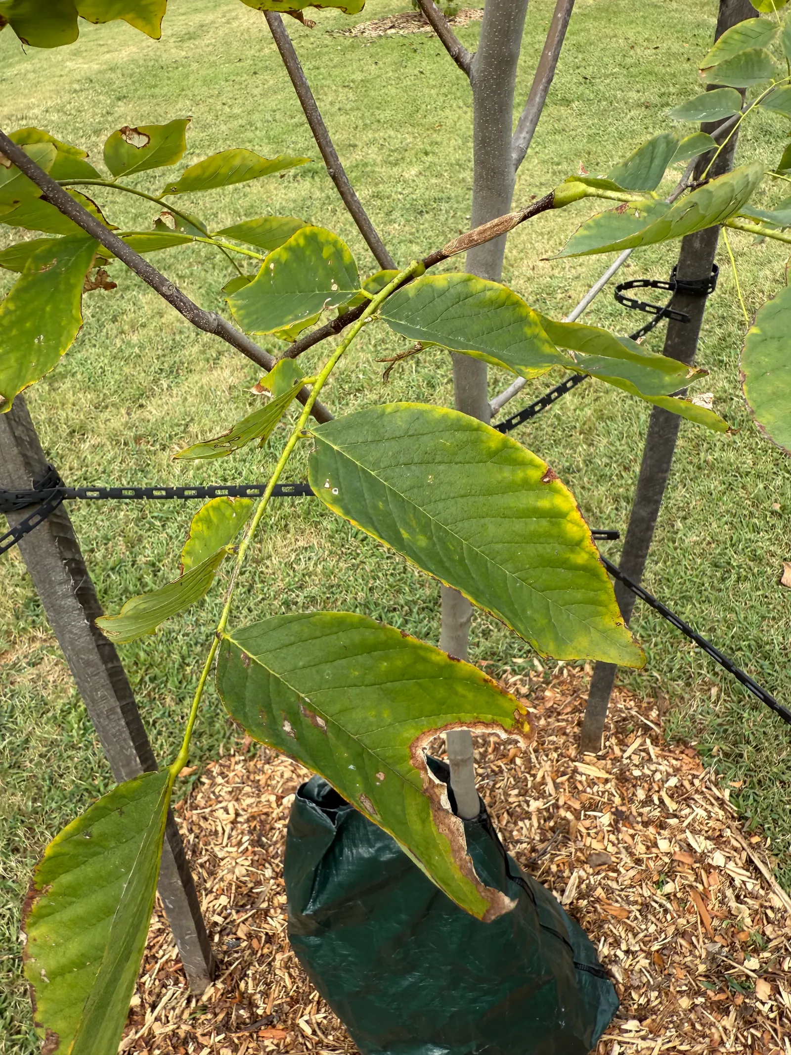 Yellowwood (Podocarpus Latifolius) — conifer / shrub / tree for full or half or shade; but young trees will benefit from consistent moisture