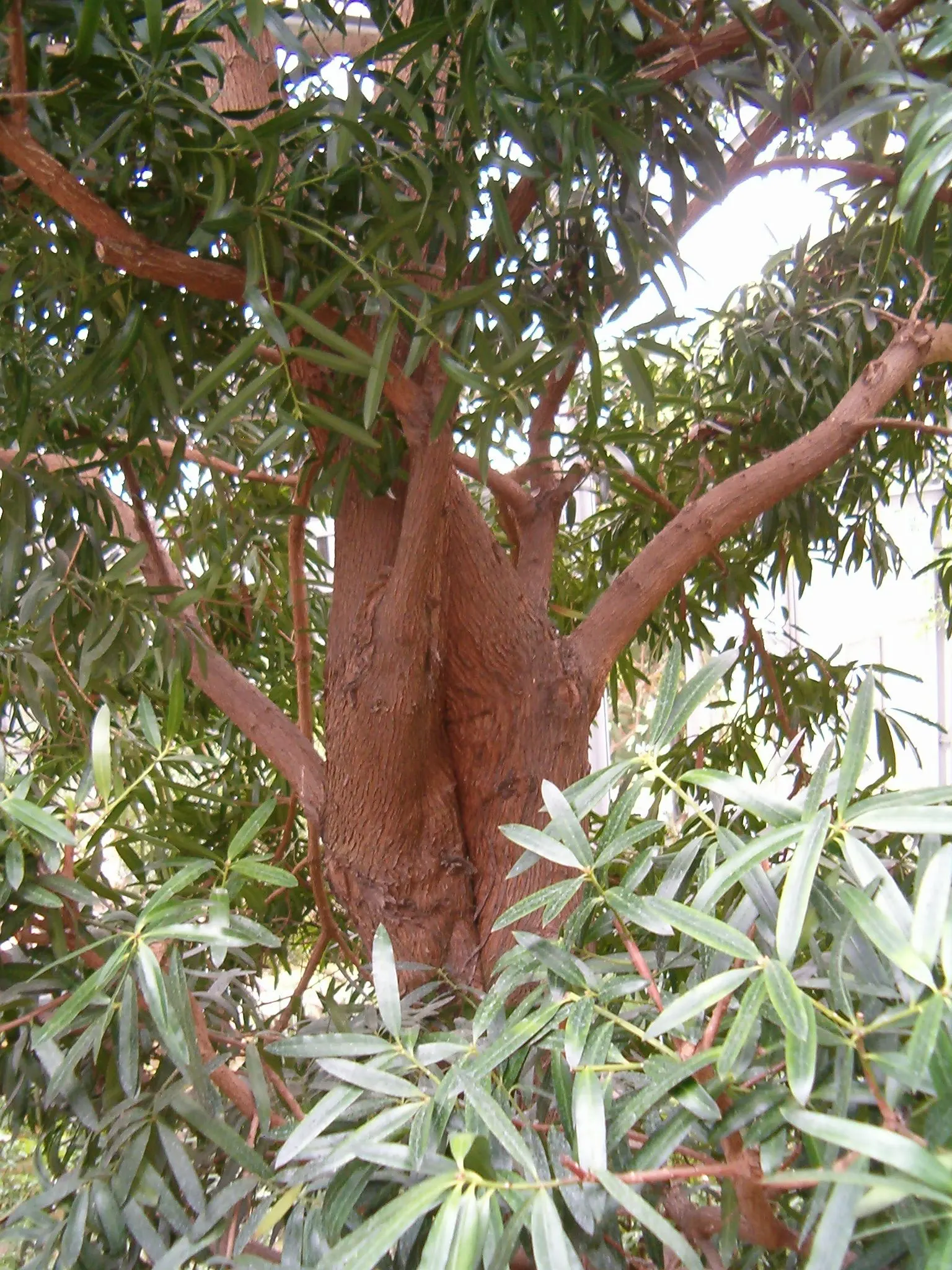 Yellowwood (Podocarpus Latifolius) — but young trees will benefit from consistent moisture; mature specimens reach 20-30 feet high with a spread of, image 75
