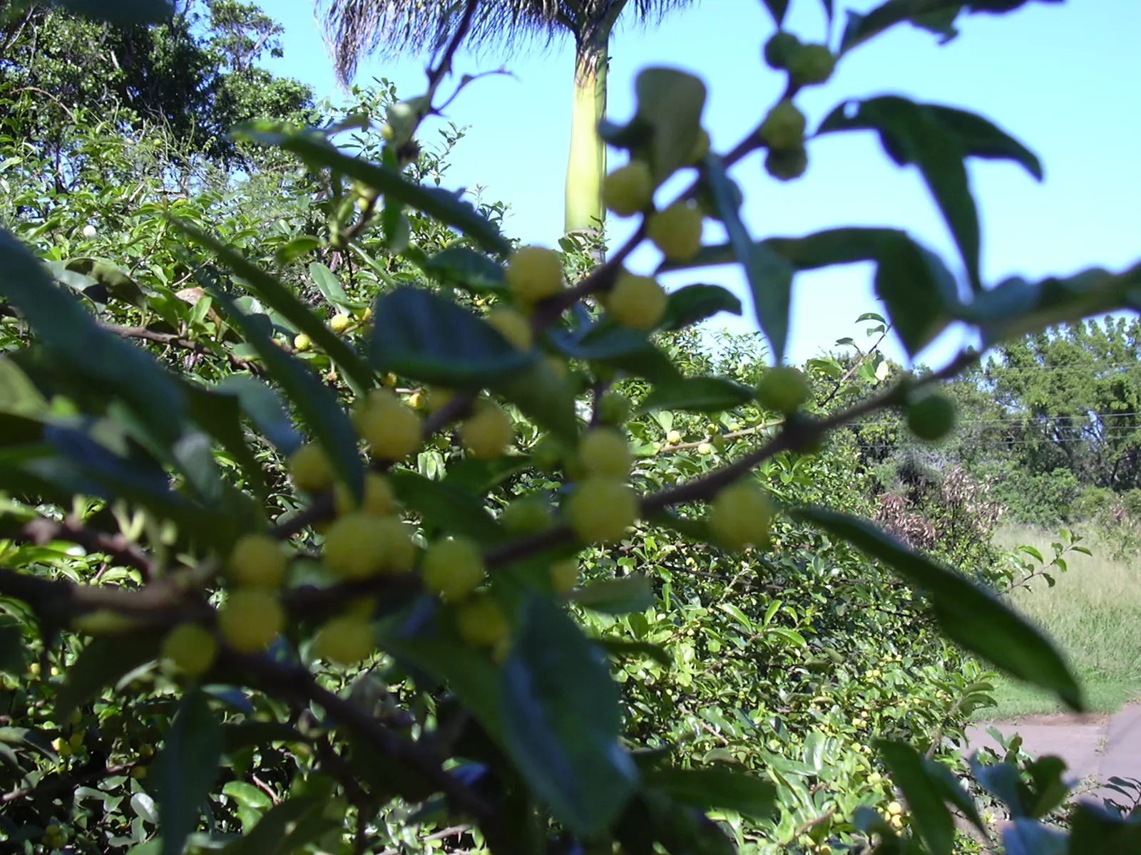 Yellowwood (Podocarpus Latifolius) — scientifically named Podocarpus latifolius