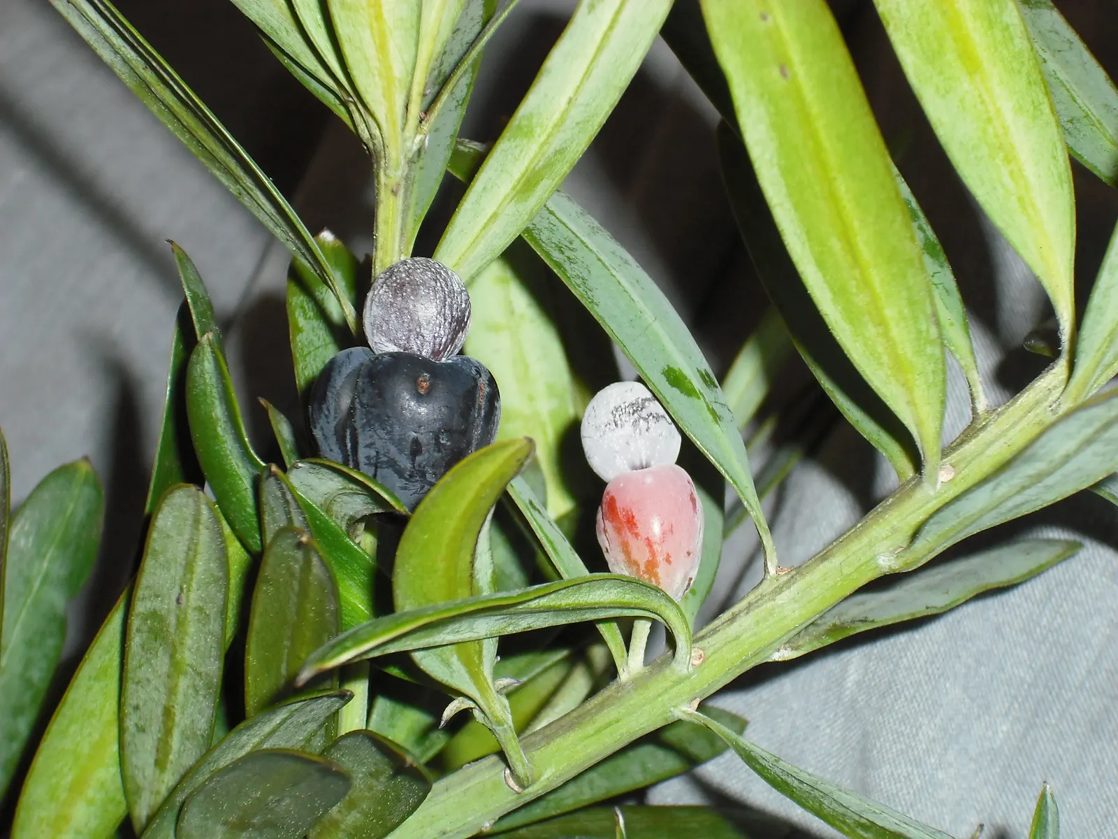 Yellowwood (Podocarpus Latifolius) — is an exquisite and versatile evergreen conifer indigenous to the southern regions of Africa