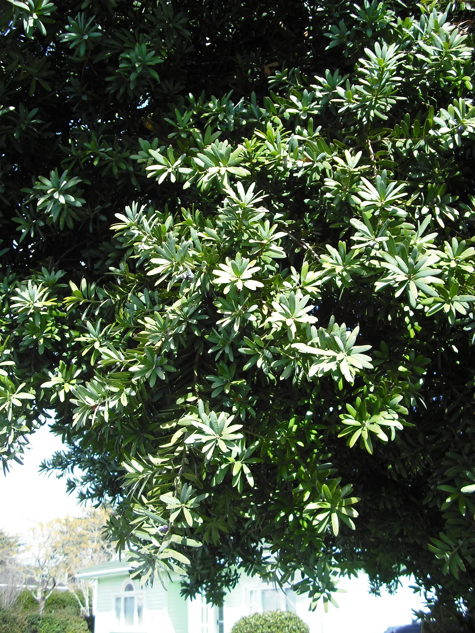 Yellowwood (Podocarpus Latifolius) — These leaves are often around 2 to 4 inches long