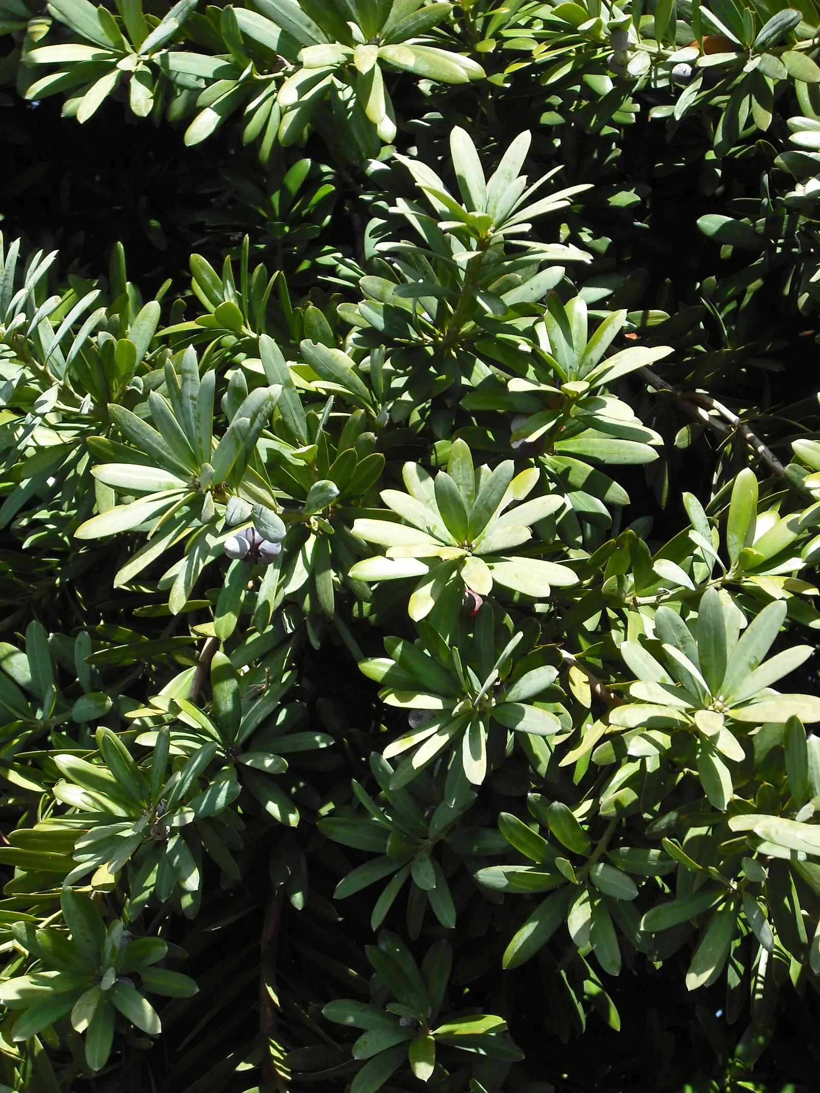 Yellowwood (Podocarpus Latifolius) — Yellowwoods produce inconspicuous yellow-green flowers