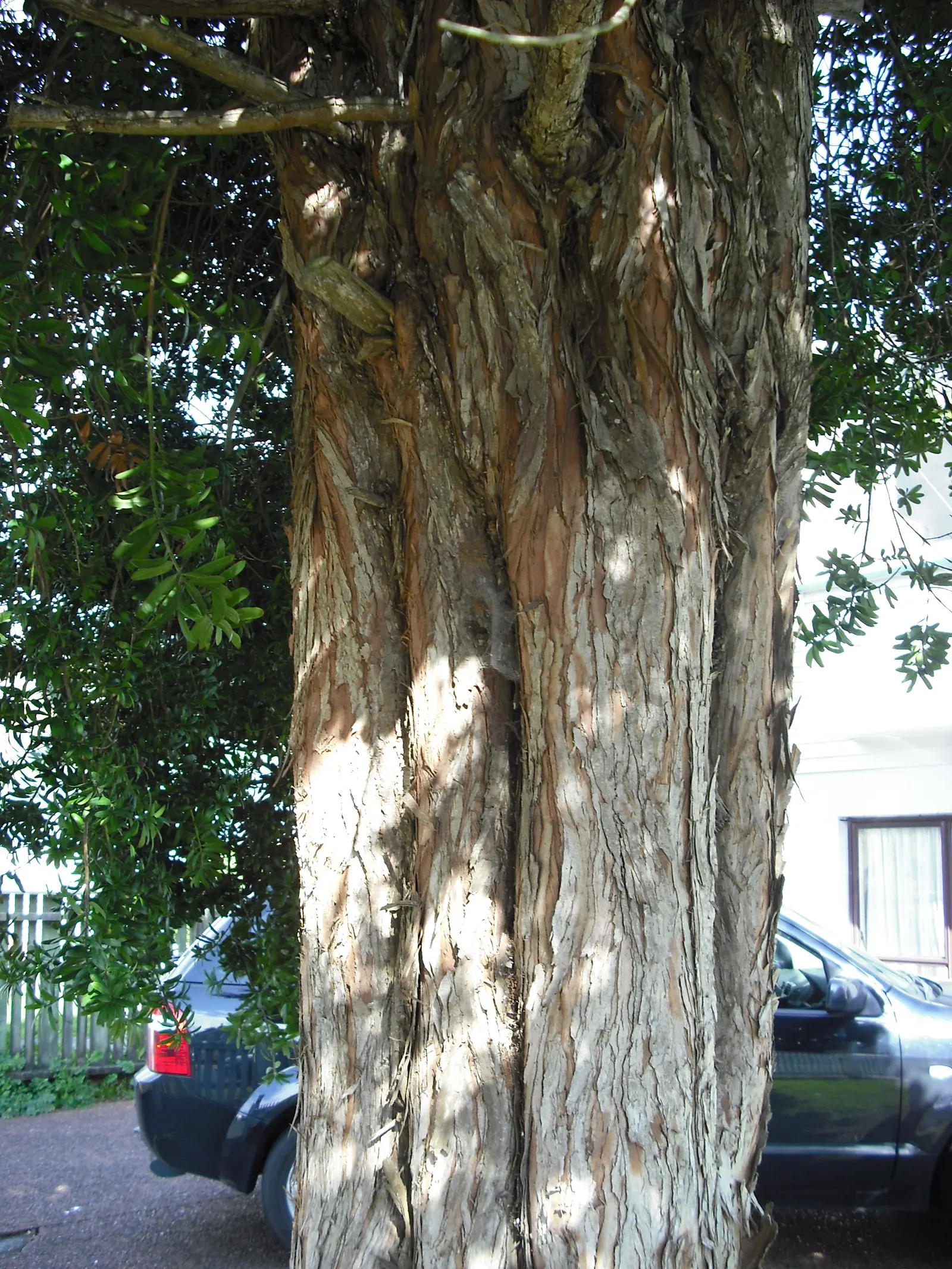 Yellowwood (Podocarpus Latifolius) — it typically reaches a height of 20 to 30 feet with a canopy width of 15 to 20 feet