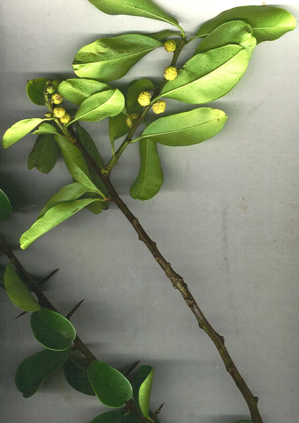 Yellowwood (Podocarpus Latifolius) — Its leathery, dark green leaves and dense, pyramidal form provide year-round interest
