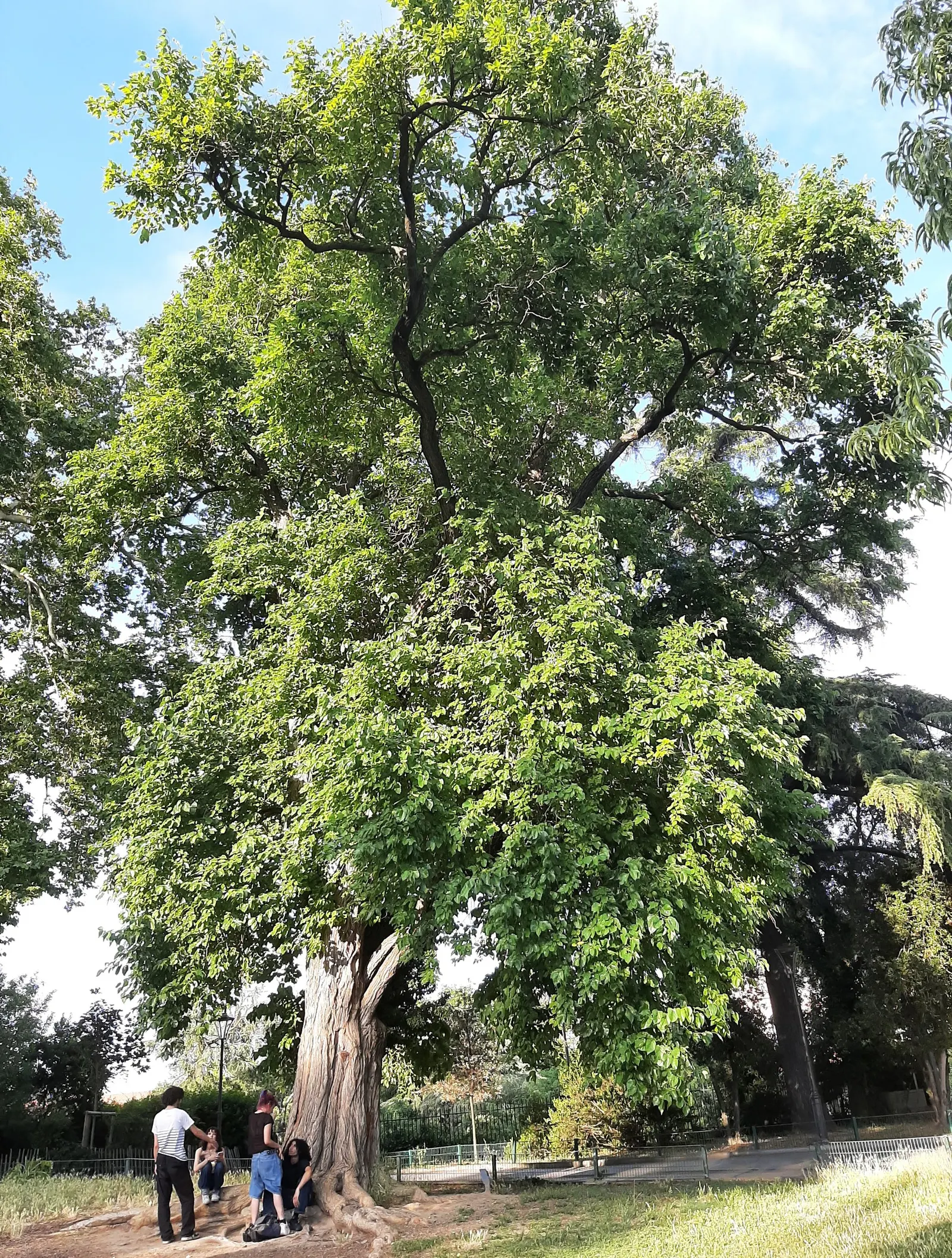 Yellowwood (Podocarpus Latifolius) — needle-like leaves that emanate a delightful light green hue