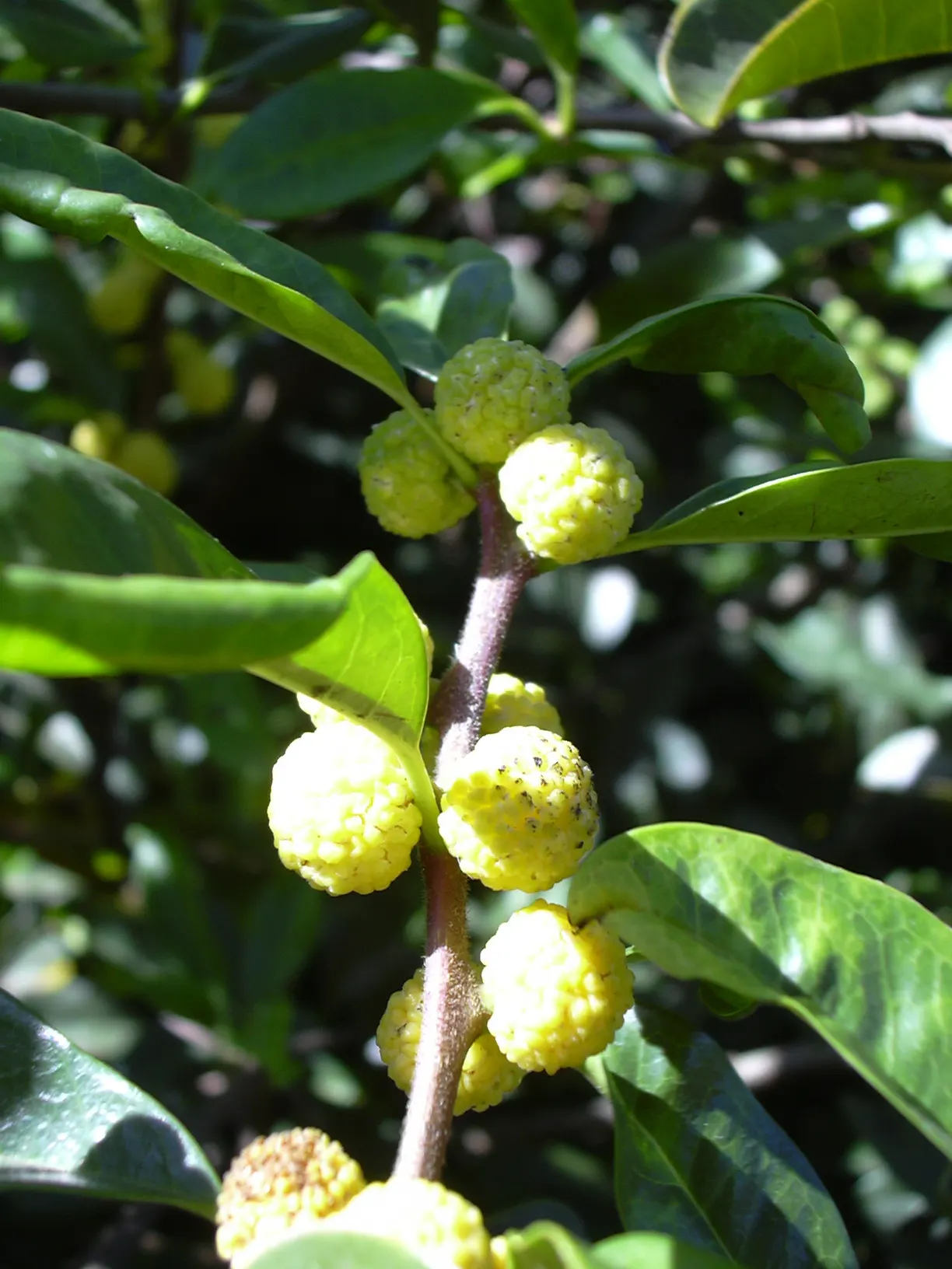 Yellowwood (Podocarpus Latifolius) — is an exquisite and versatile evergreen conifer indigenous to the southern regions of Africa; adding ecological value to