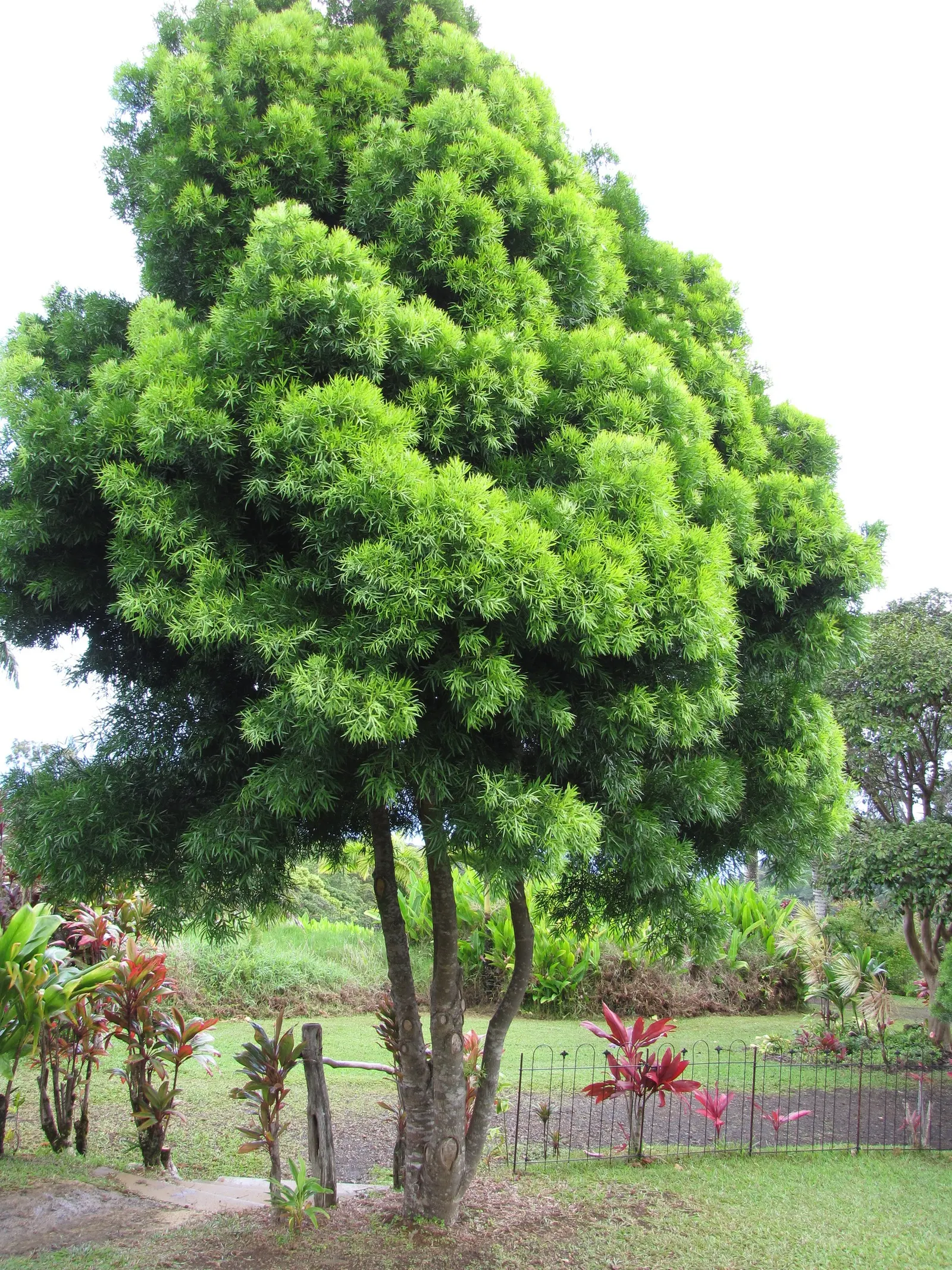 Yellowwood (Podocarpus Latifolius) — it typically reaches a height of 20 to 30 feet with a canopy width of 15 to 20 feet; revered for its elegant stature and